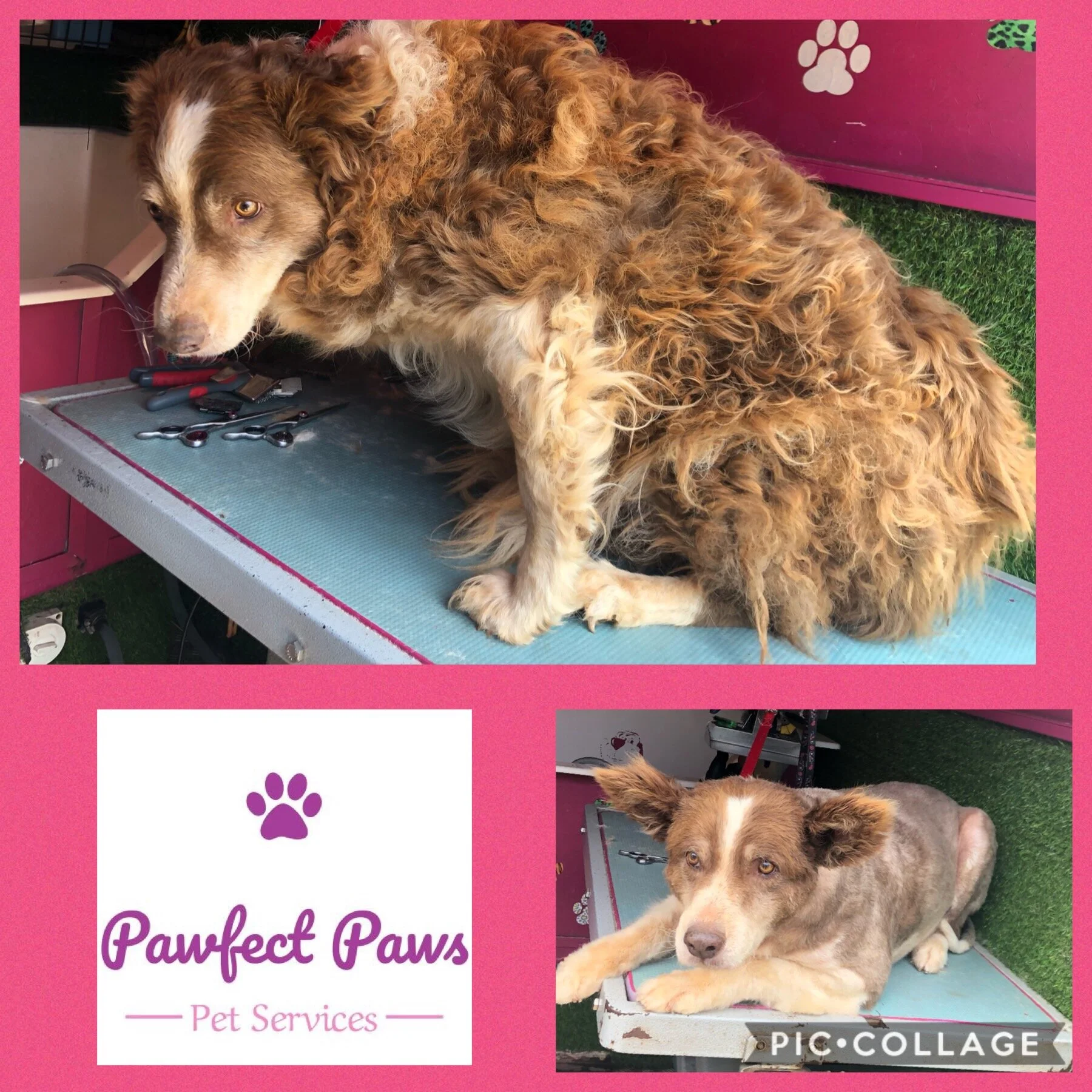 Pet Salon Perfect Paws Pet Spa Perfect Pooches Grooming Salon And