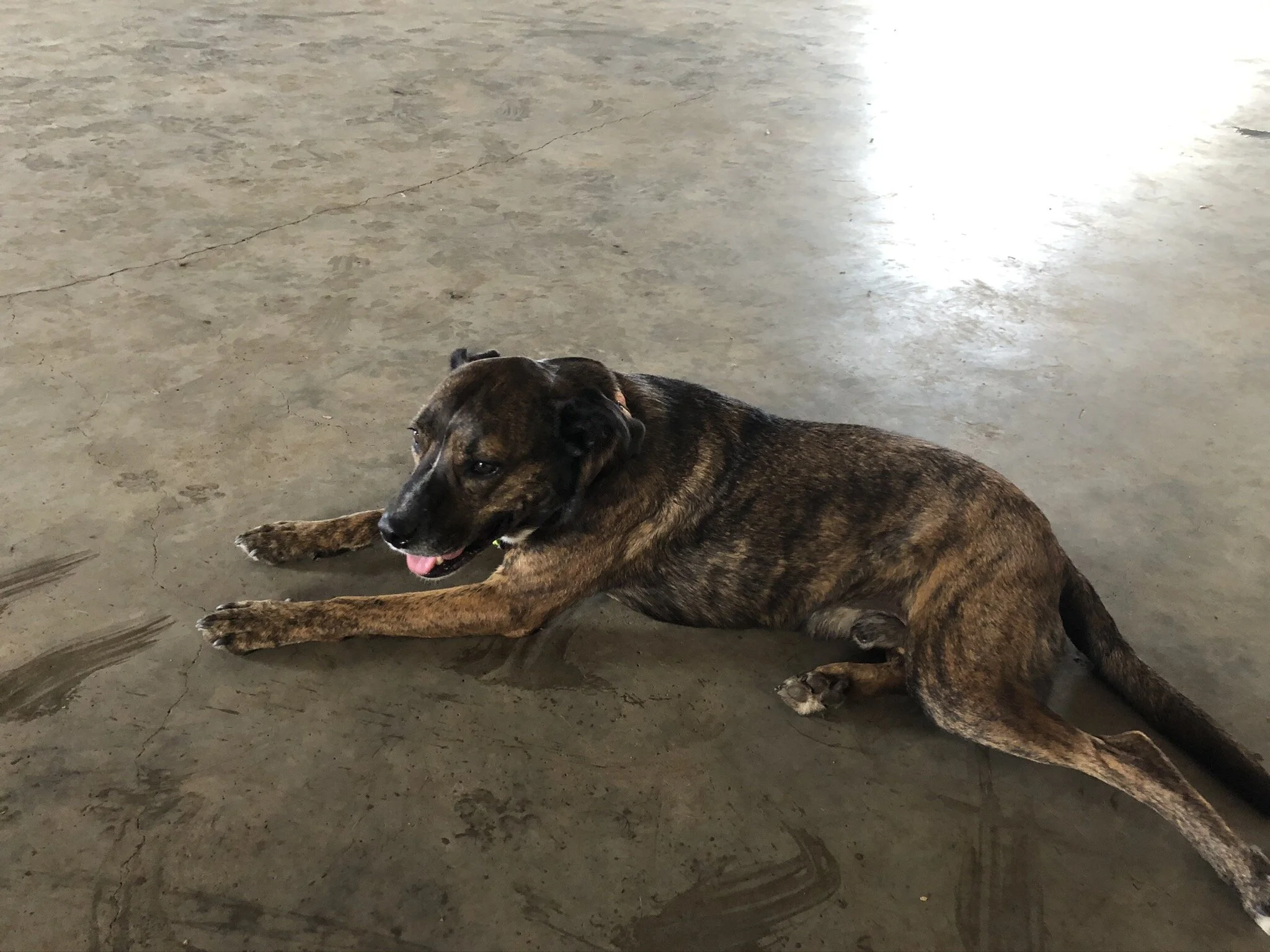 Canine Cruises — PAWFECT PAWS