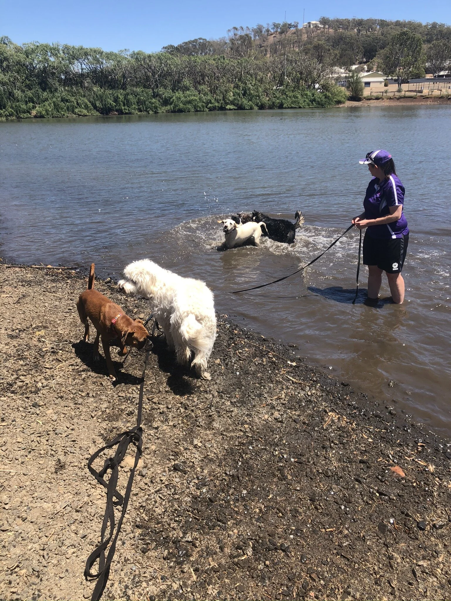 Canine Cruises — PAWFECT PAWS