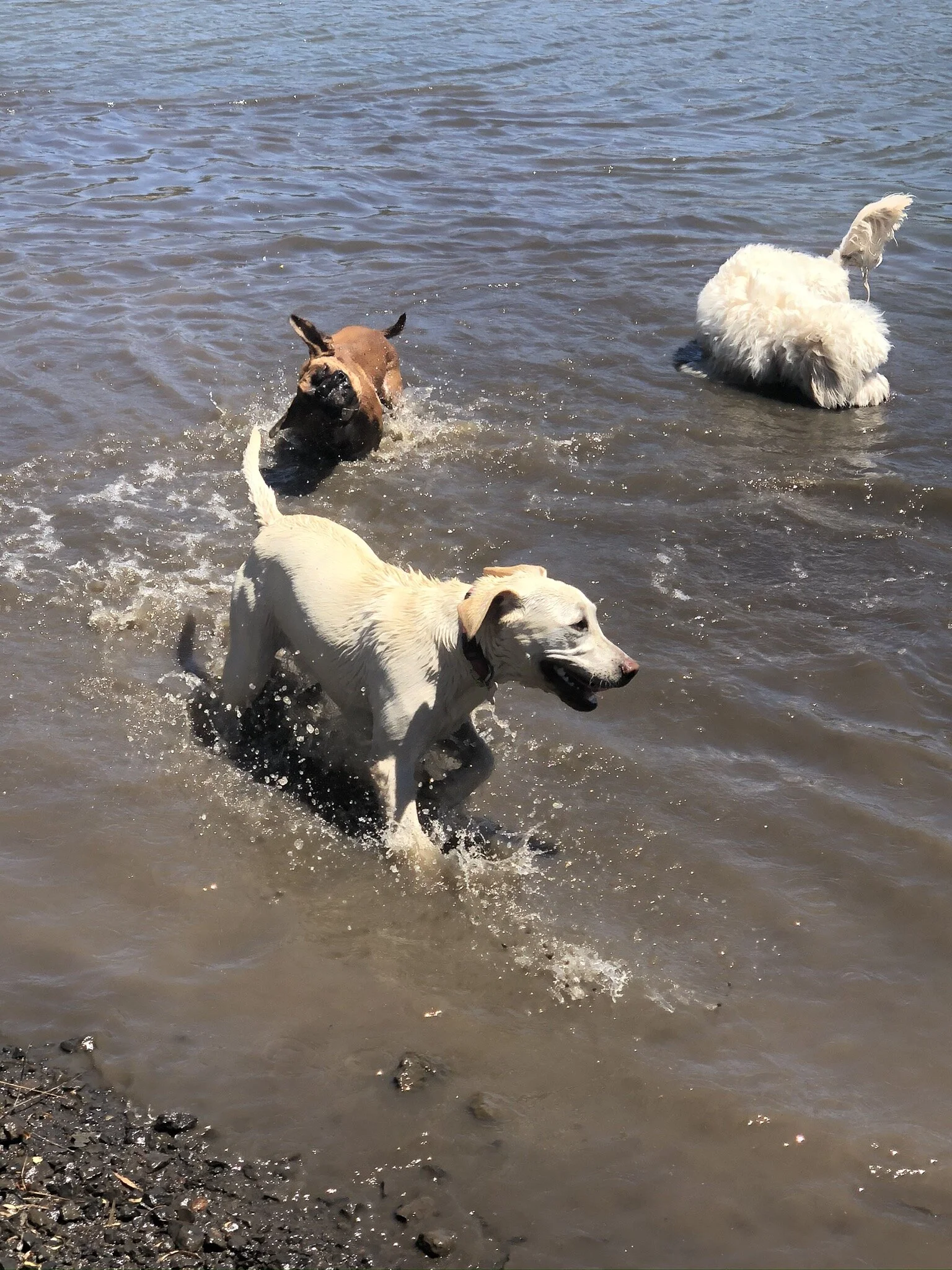 Canine Cruises — PAWFECT PAWS