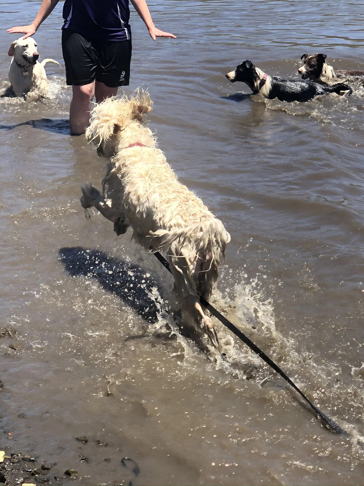 Canine Cruises — PAWFECT PAWS