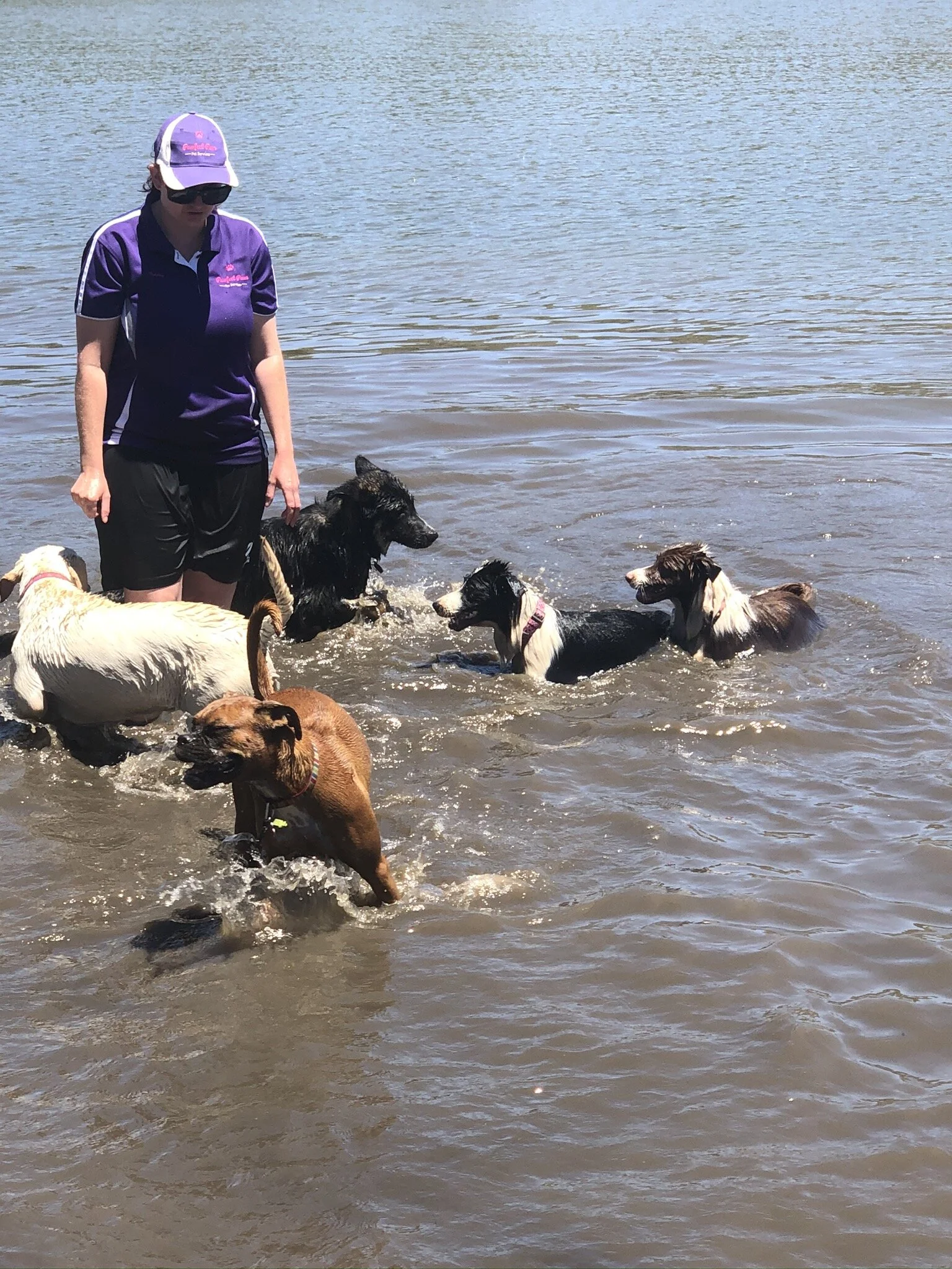 Canine Cruises — PAWFECT PAWS