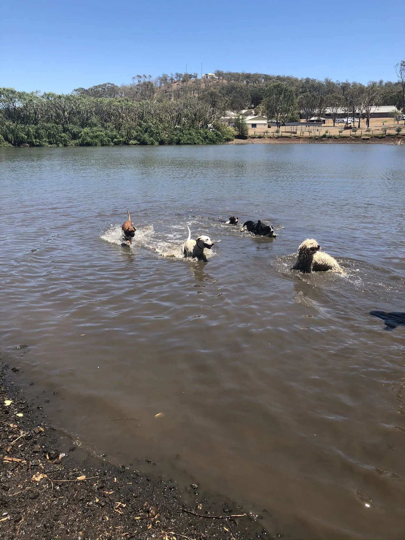 Canine Cruises — PAWFECT PAWS