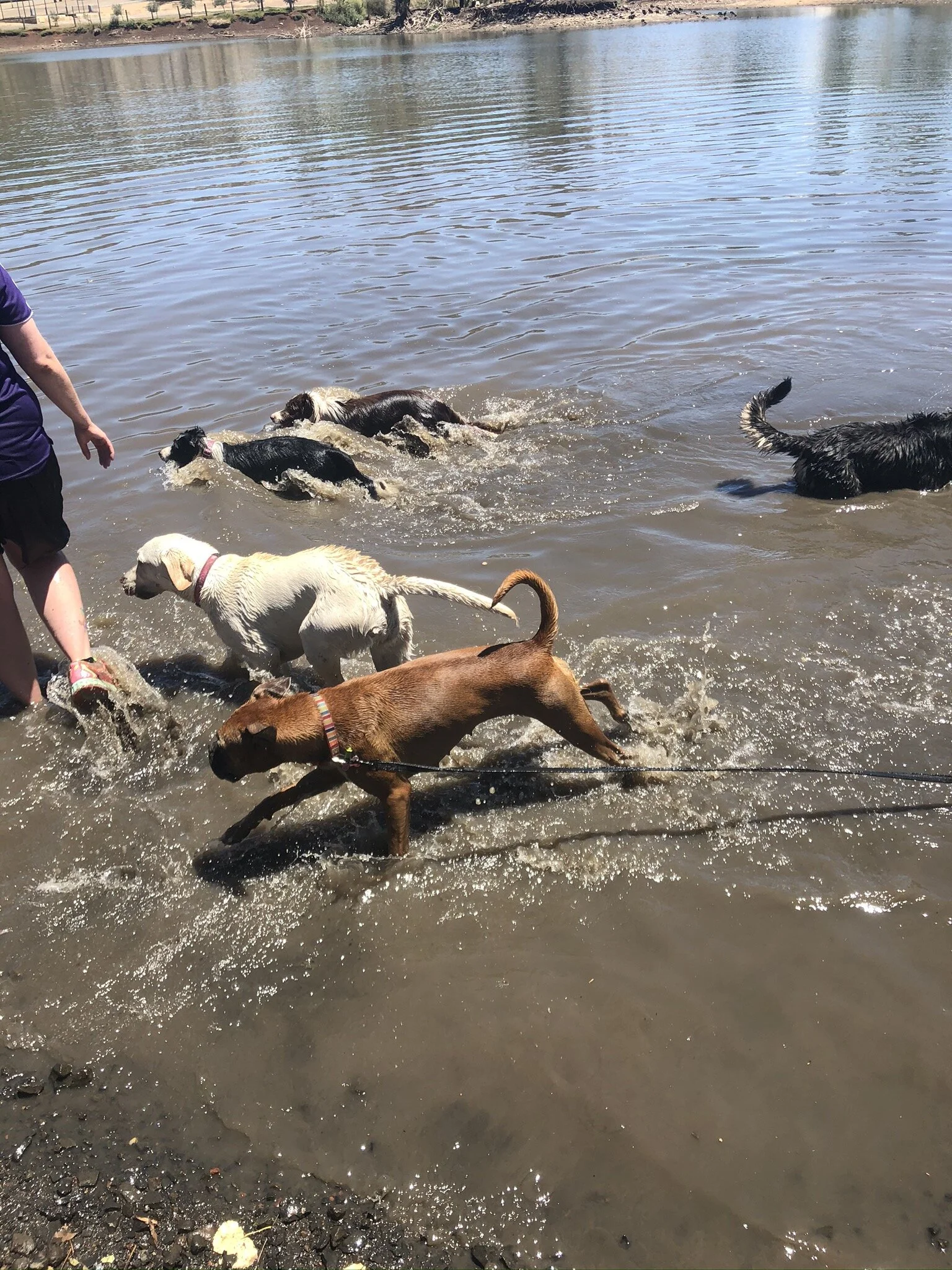 Canine Cruises — PAWFECT PAWS