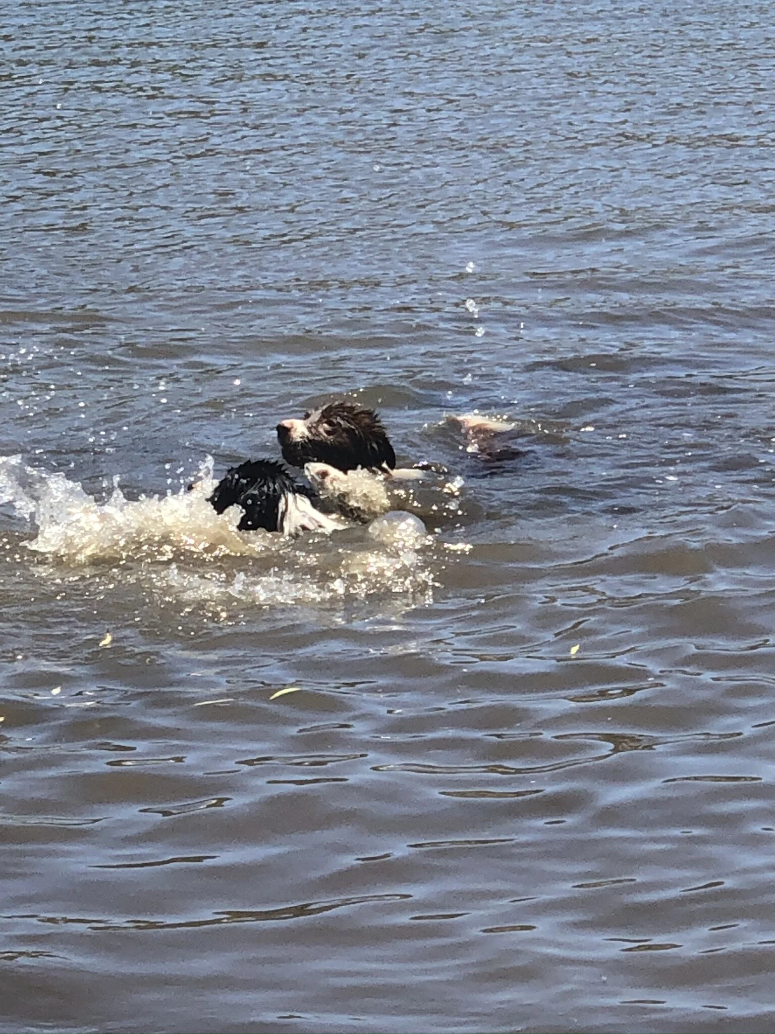 Canine Cruises — PAWFECT PAWS