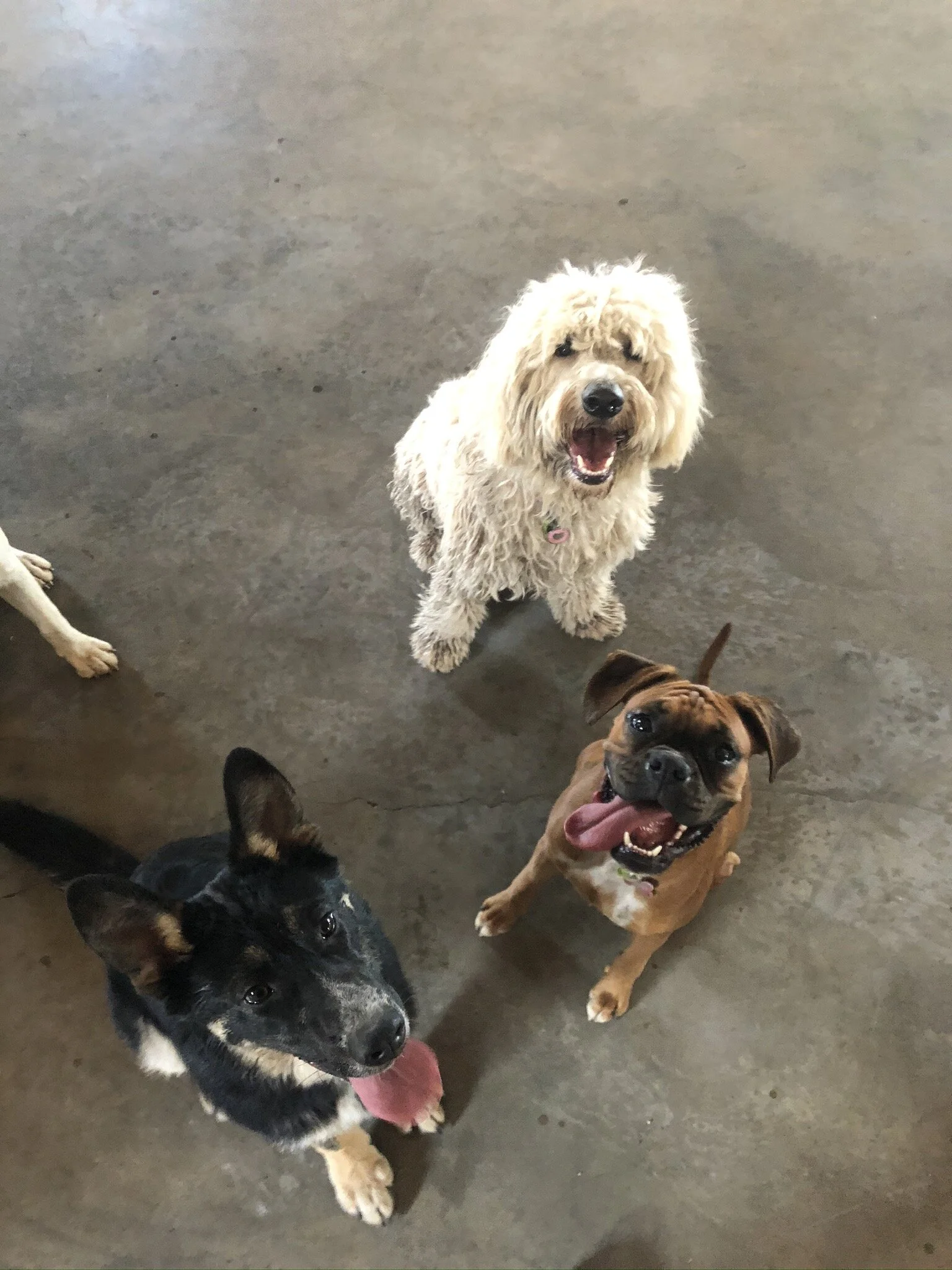 Canine Cruises — PAWFECT PAWS