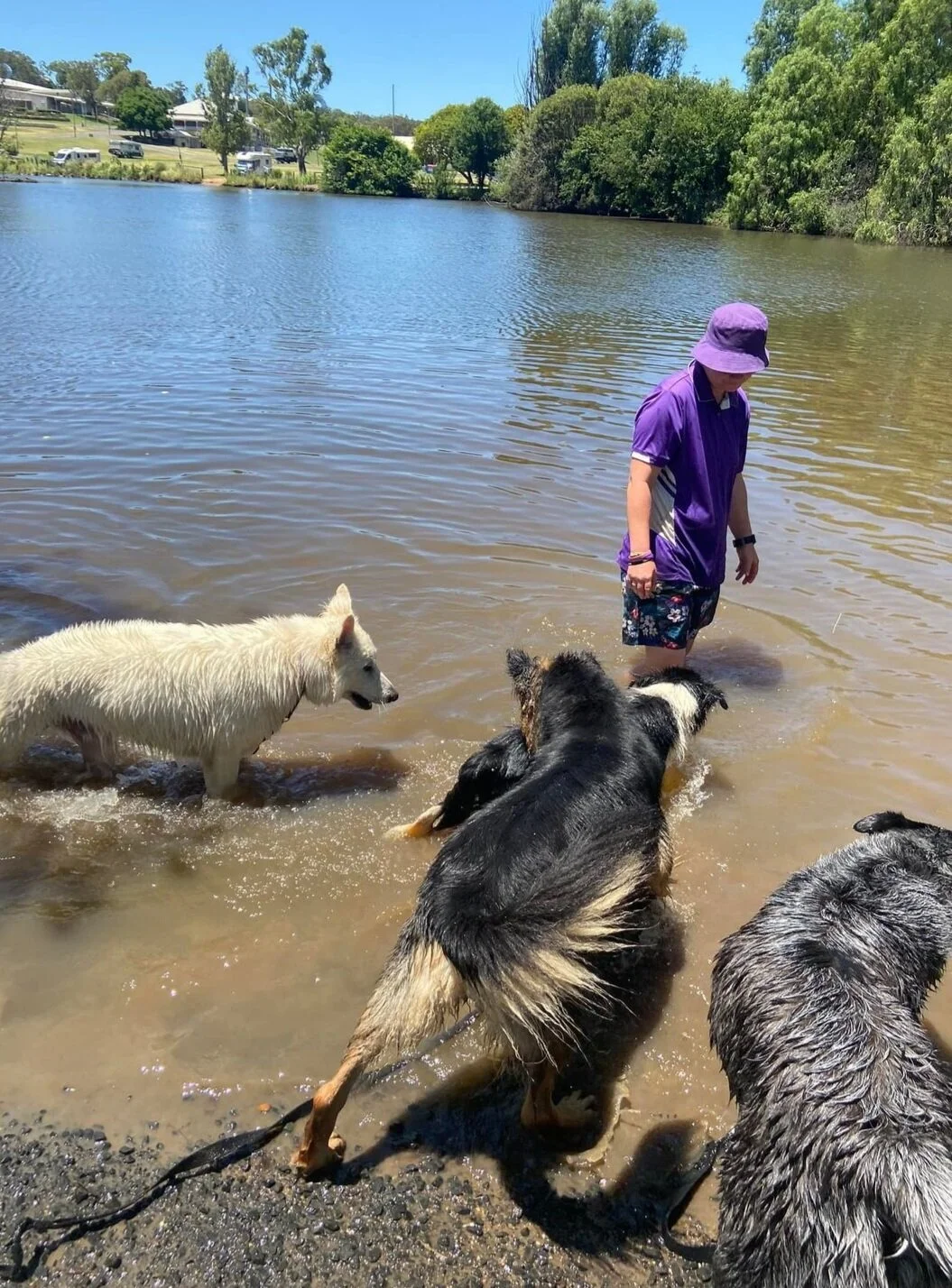 Canine Cruises — PAWFECT PAWS