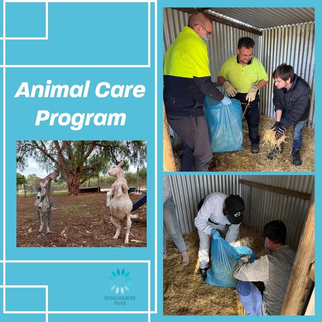 Happy Monday Everyone! 🌻

We are off to a great start in our animal care program this week cleaning out enclosures and providing our super cute miniature goats with fresh bedding! If you can't already tell, they were pretty thrilled about it! 🐐

To