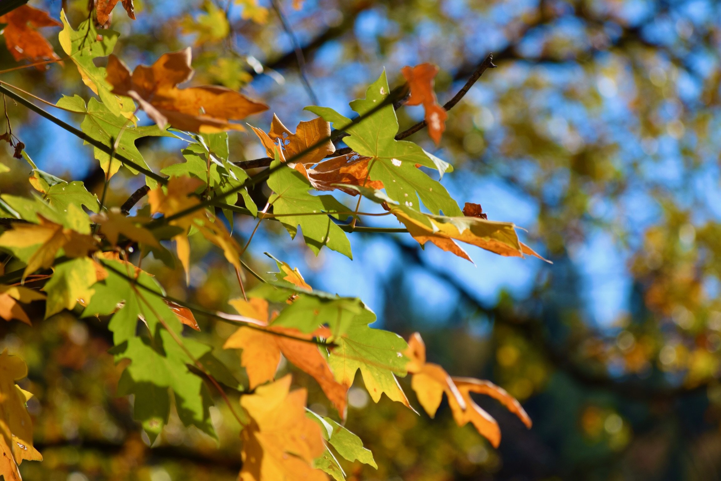 0226C59D-6828-42CC-A360-00DA281647C0.jpeg
