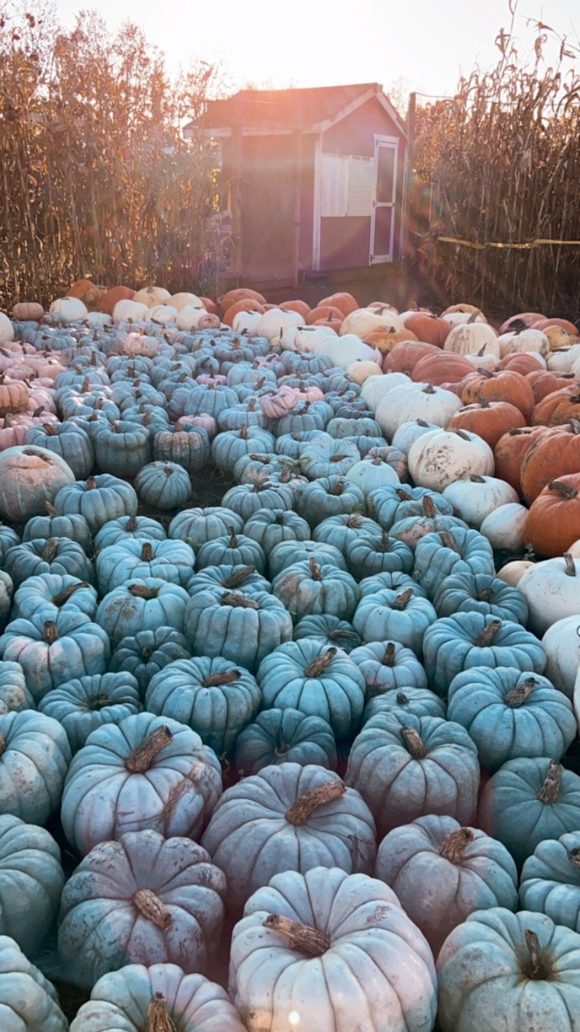 Taves Farm Pumpkin Patch
