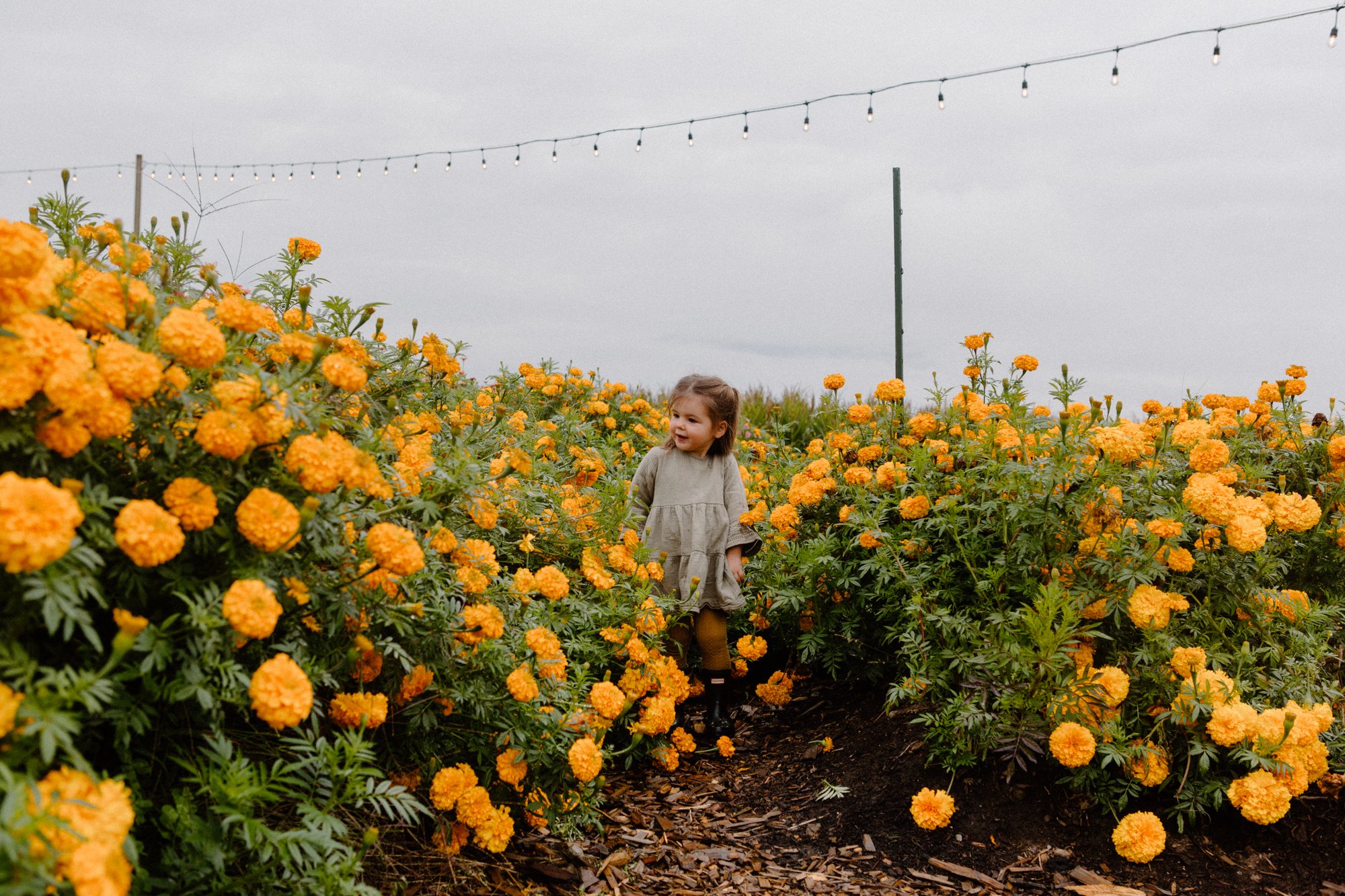 Fields of Gold Greendale Acres Gears Up for a Summer and Fall Season Full of Activities Down on the Farm