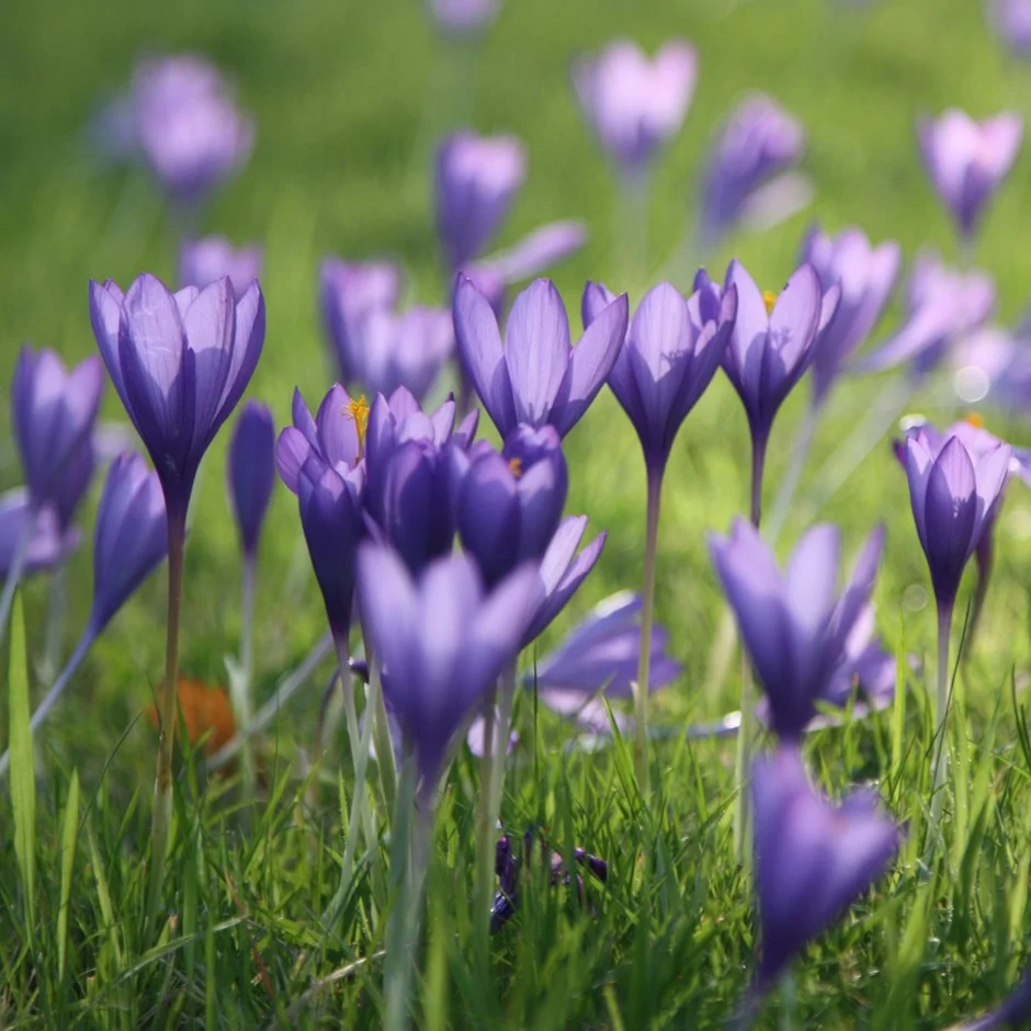 are crocus poisonous to dogs