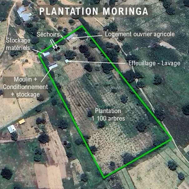 Plan Plantation moringa.jpg