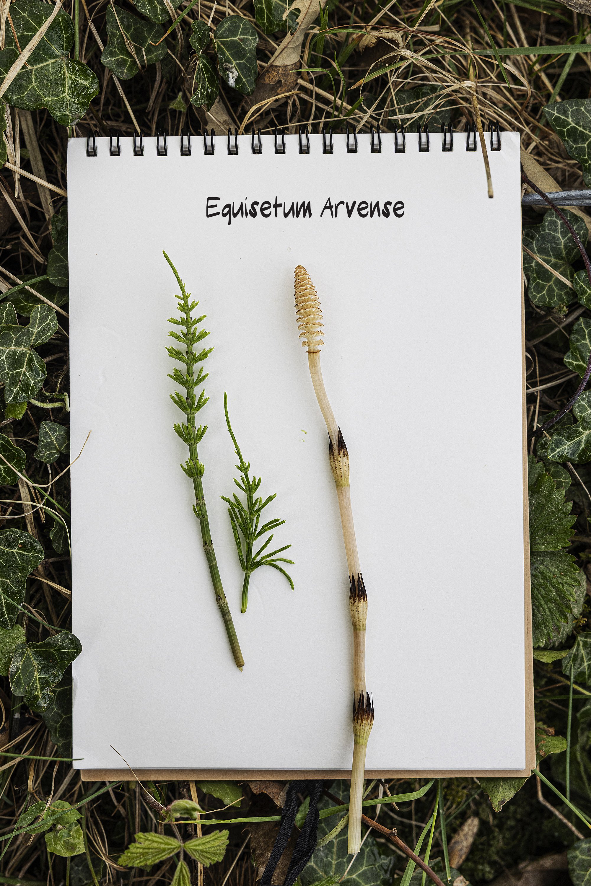 Equisetum_Arvense_.jpg