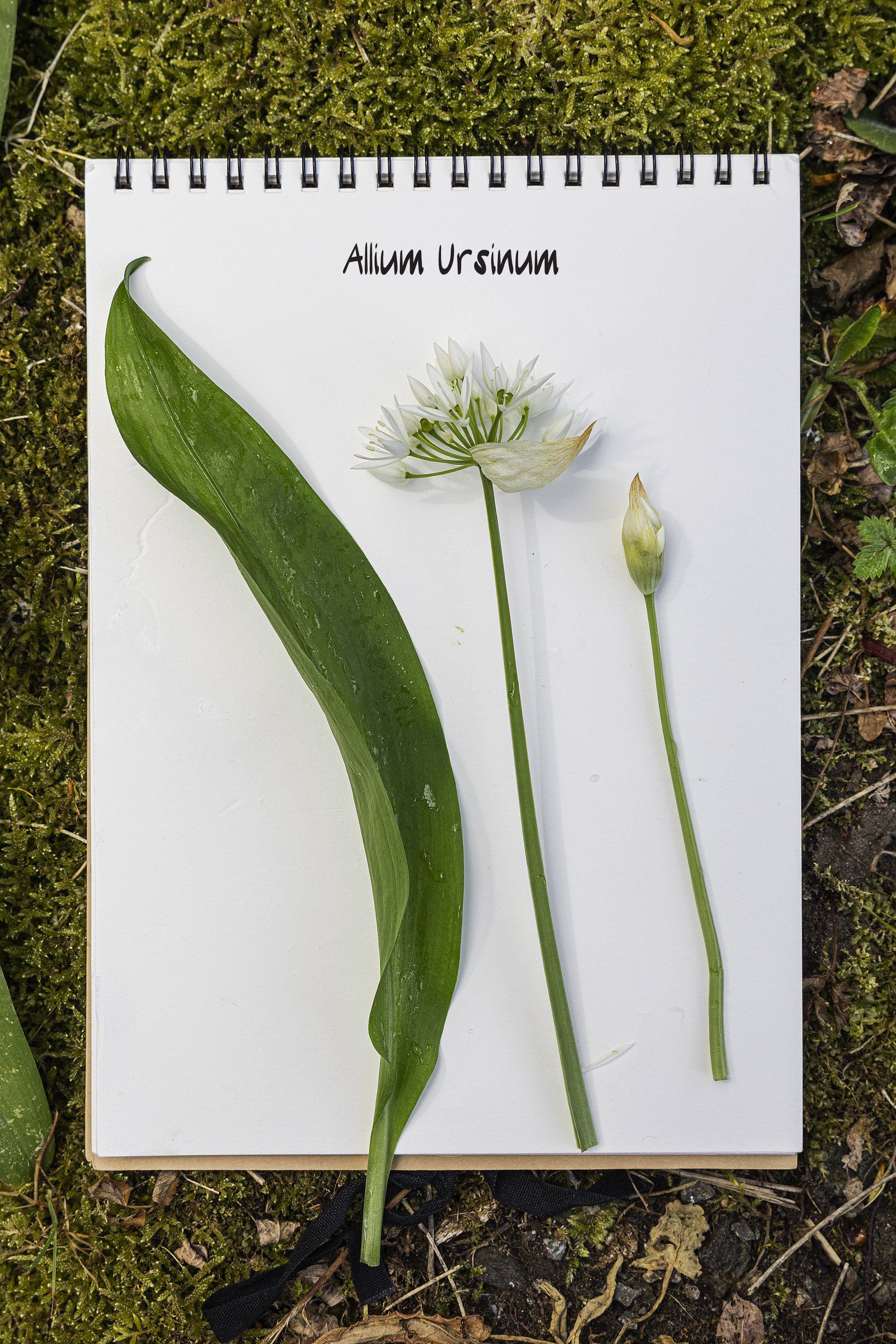 Allium_Ursinum.jpg