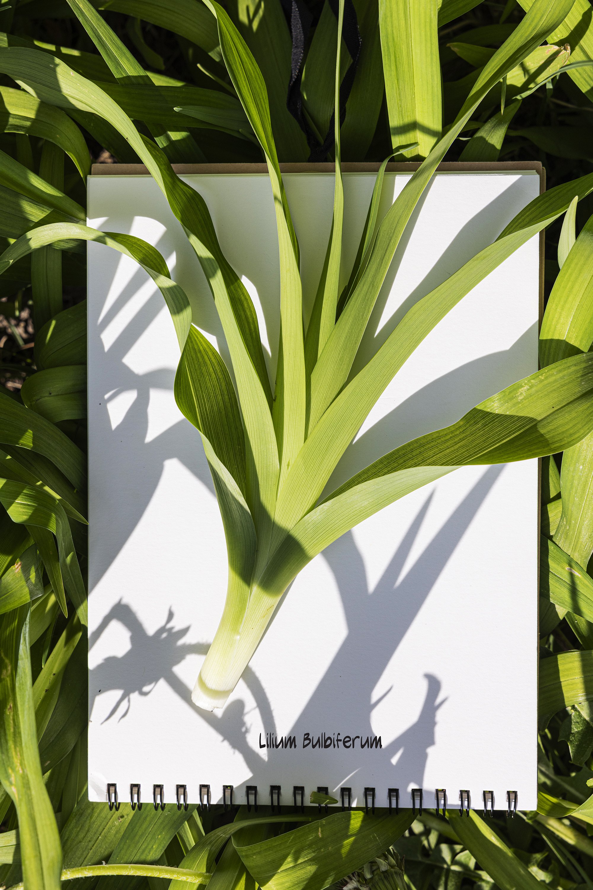 Lilium_Bulbiferum.jpg