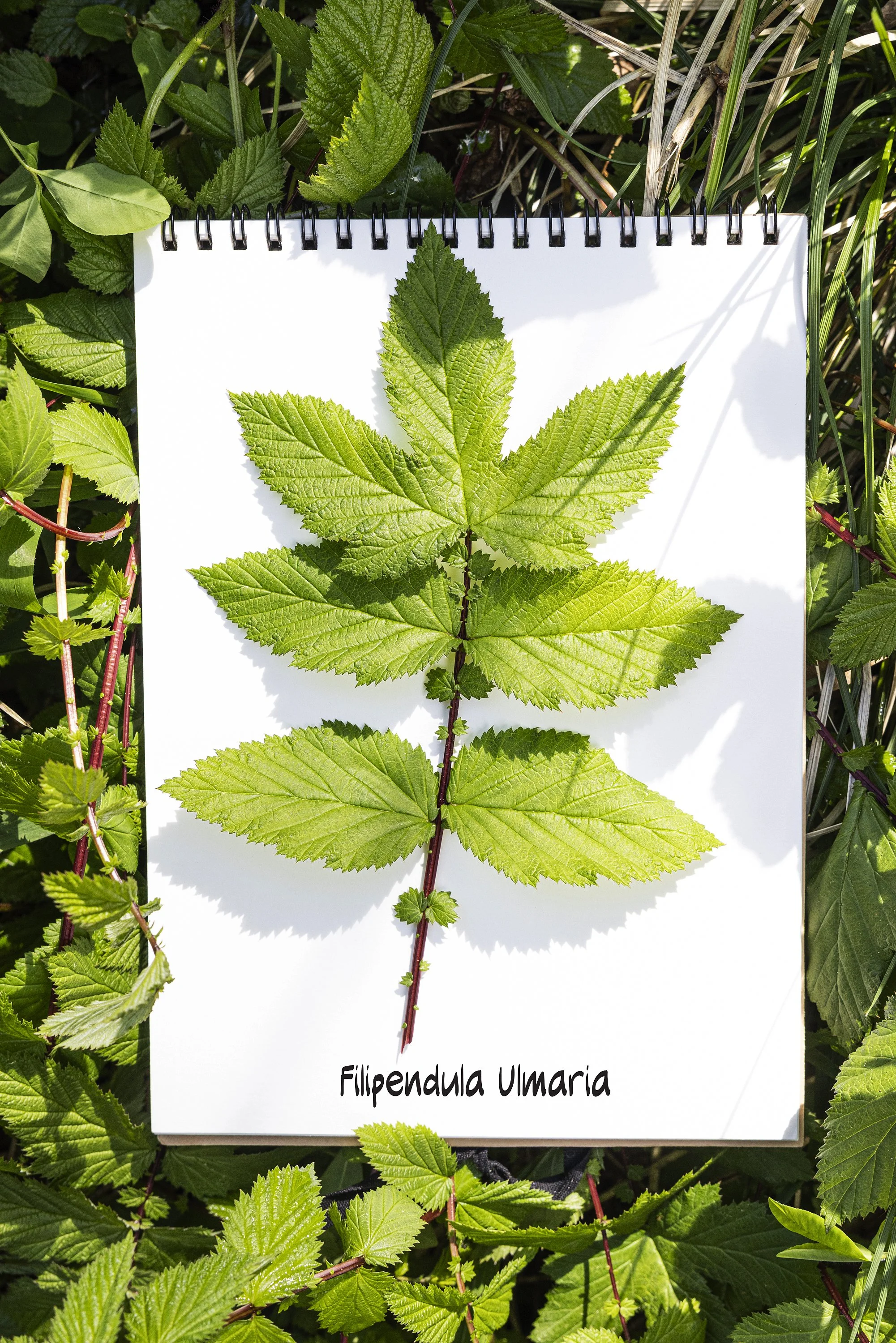 Filipendula_Ulmaria.jpg
