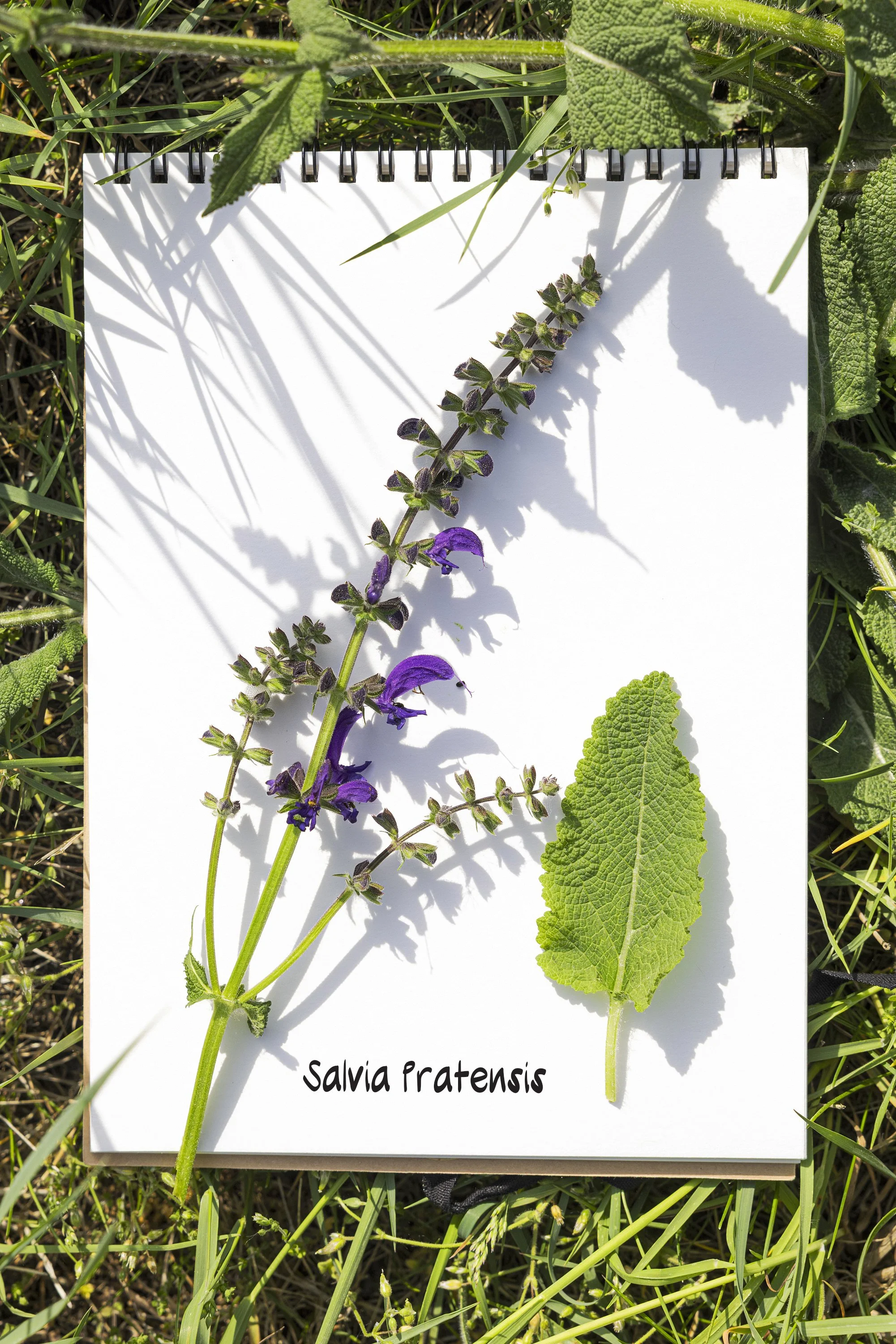 Salvia_Pratensis.jpg