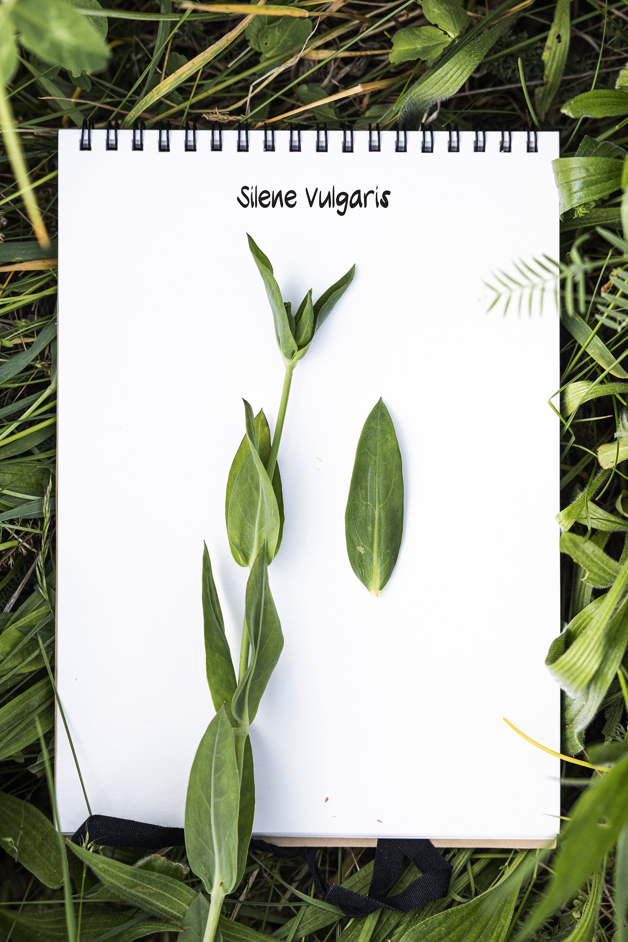 Silene_Vulgaris.jpg