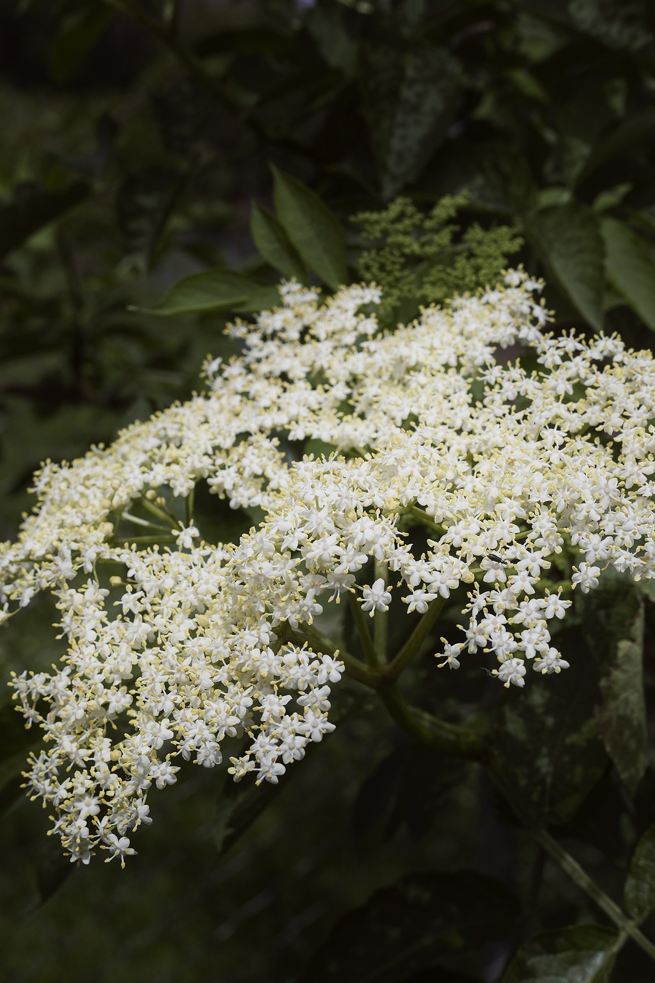 Poesia della materia - Sambuco