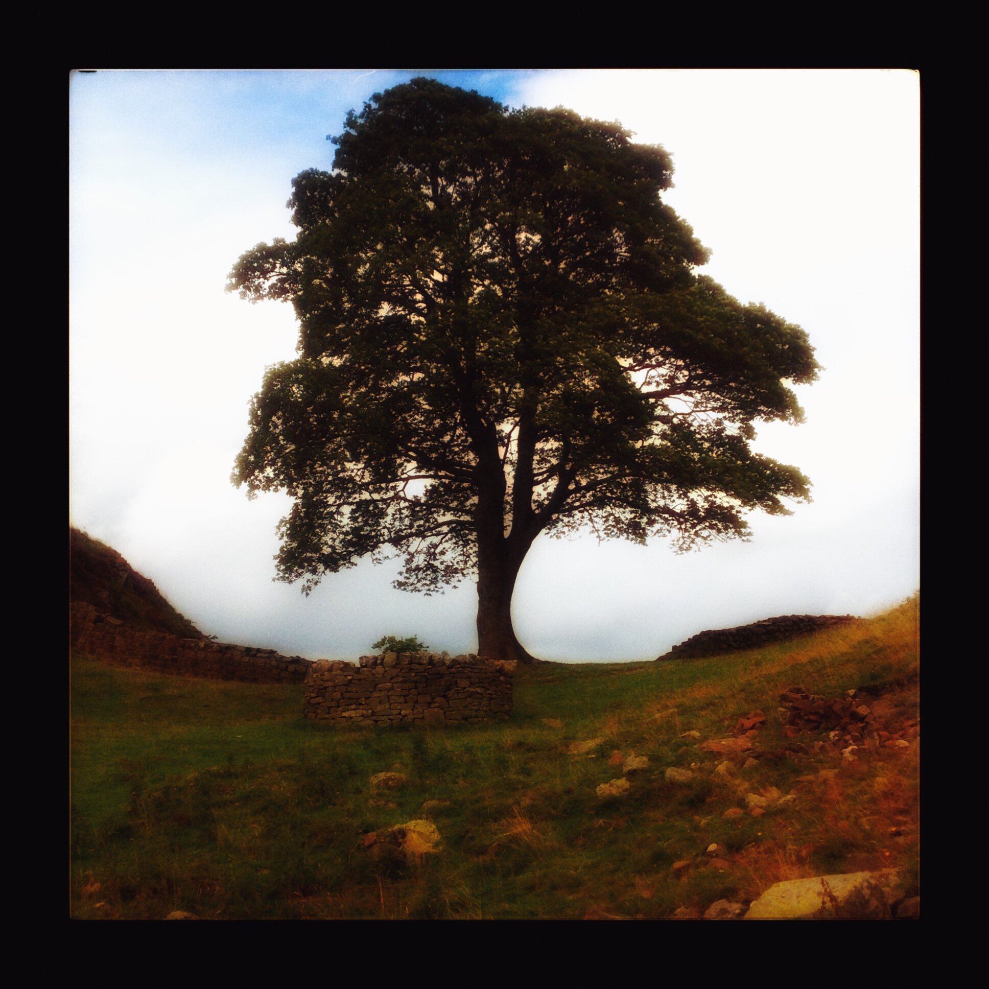 Artistic image of sycamore gap