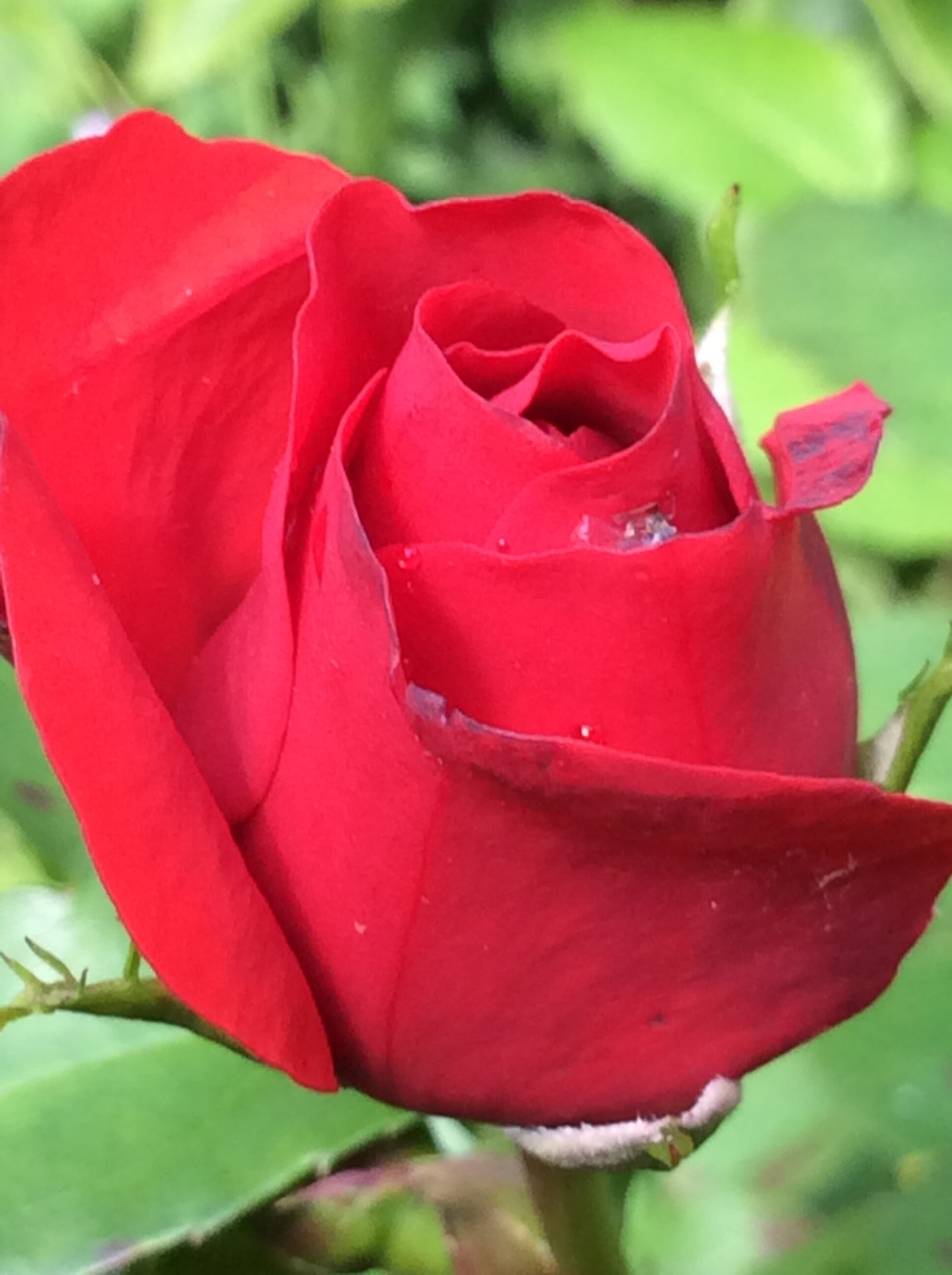 Close up image of a rose 