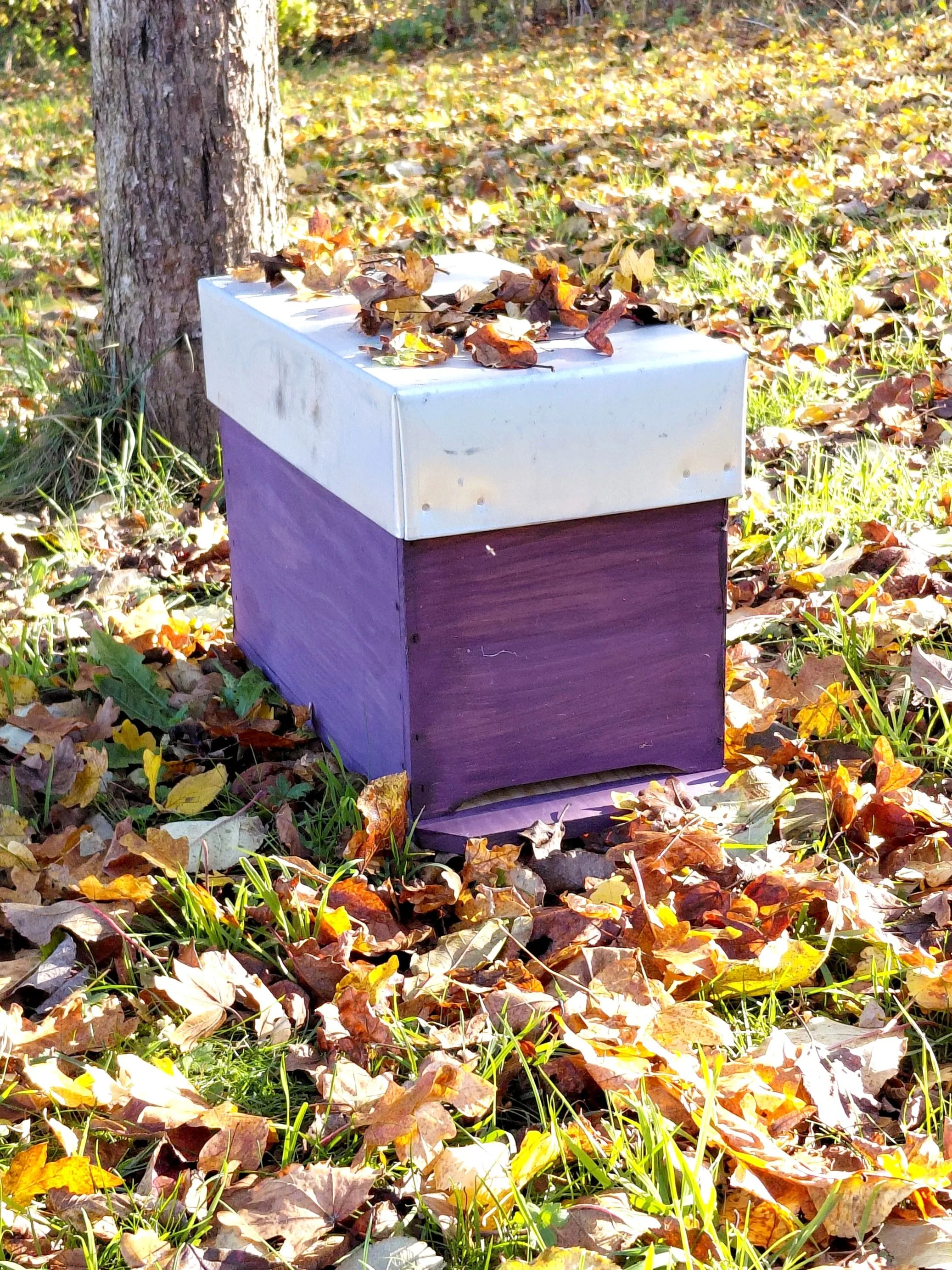 Journée de l’Arbre