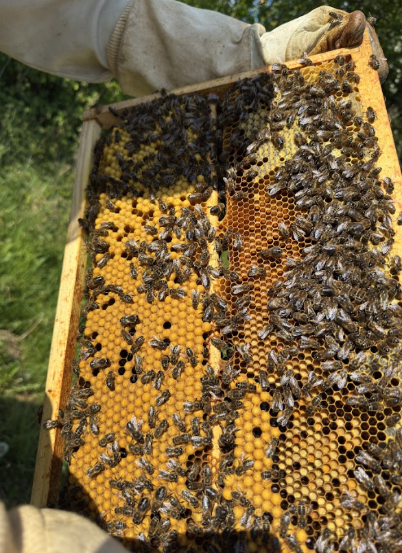 FORMATION : Introduction à l'élevage des faux bourdons (mâles d'abeilles)