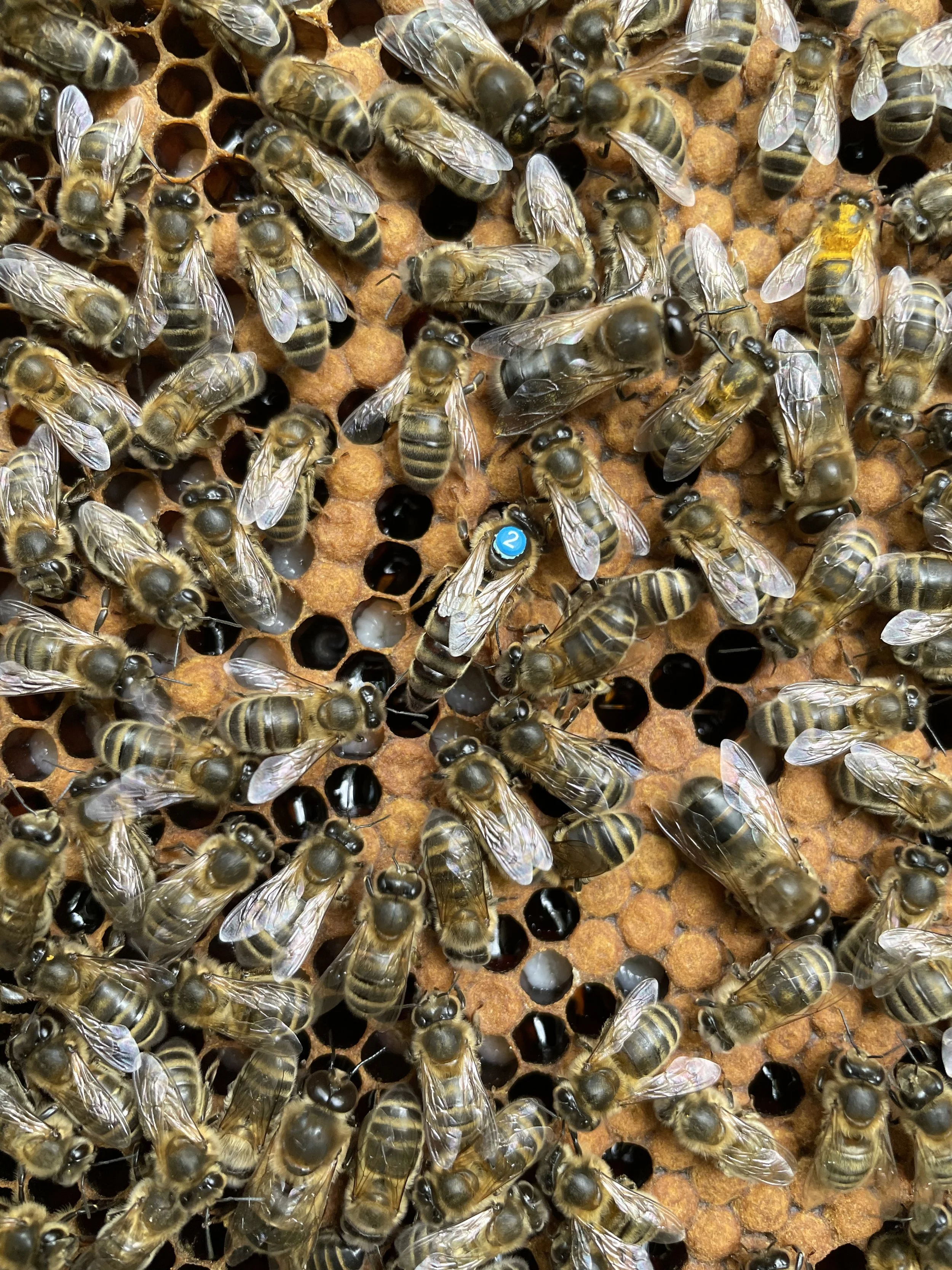 FORMATION : Améliorer mes abeilles par la sélection