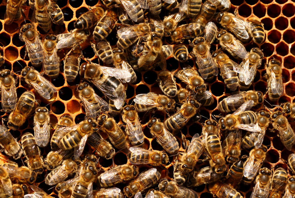 FORMATION : Biologie de l'abeille noire (J1/4)