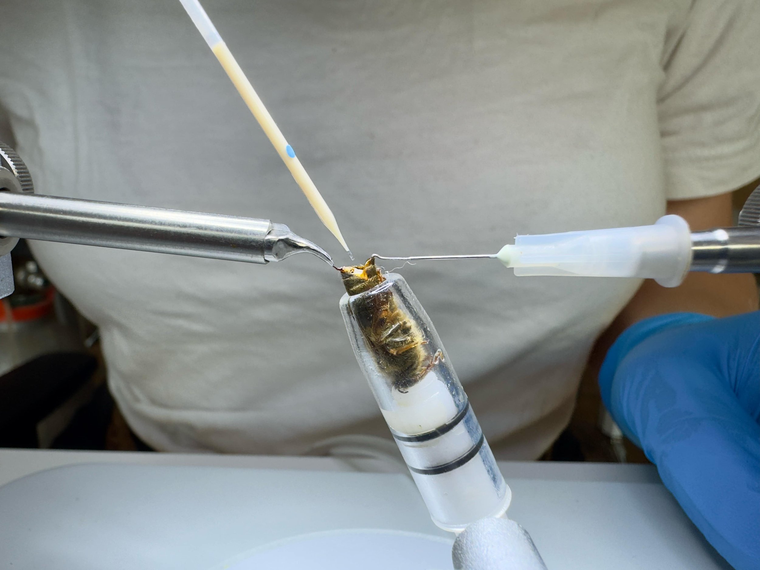 FORMATION : Préparer ses reines pour l’insémination à façon