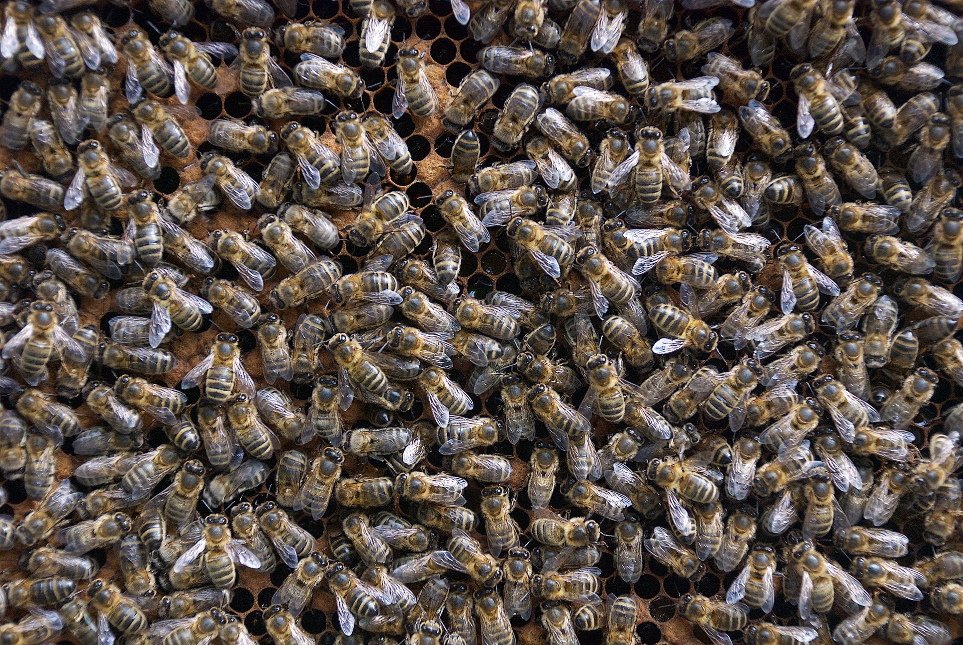 FORMATION : Biologie de l'abeille noire (J2/4) 