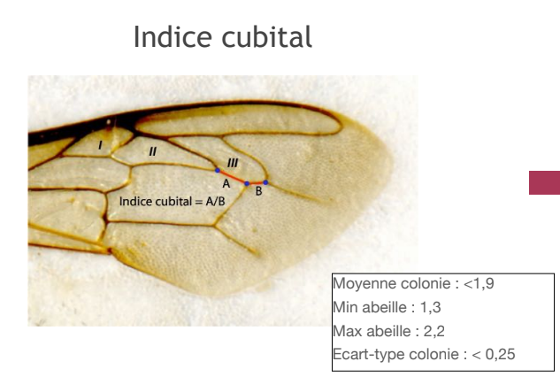 FORMATION : Biologie de l'abeille noire (J3/4)