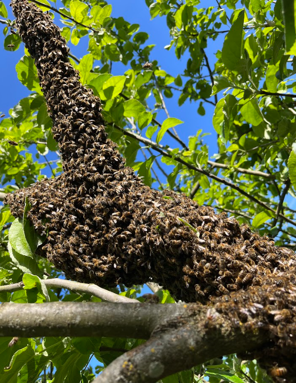 FORMATION : Biologie de l'abeille noire (J4/4)