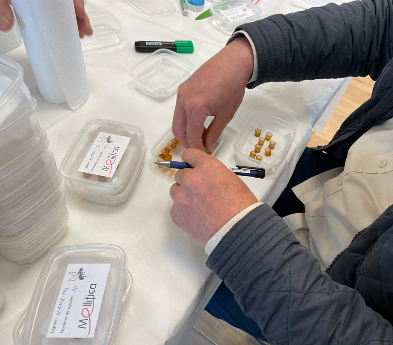 Journée "picking"  (J2/2)