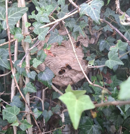 CONFERENCE : Frelon Asiatique - piégeage printanier