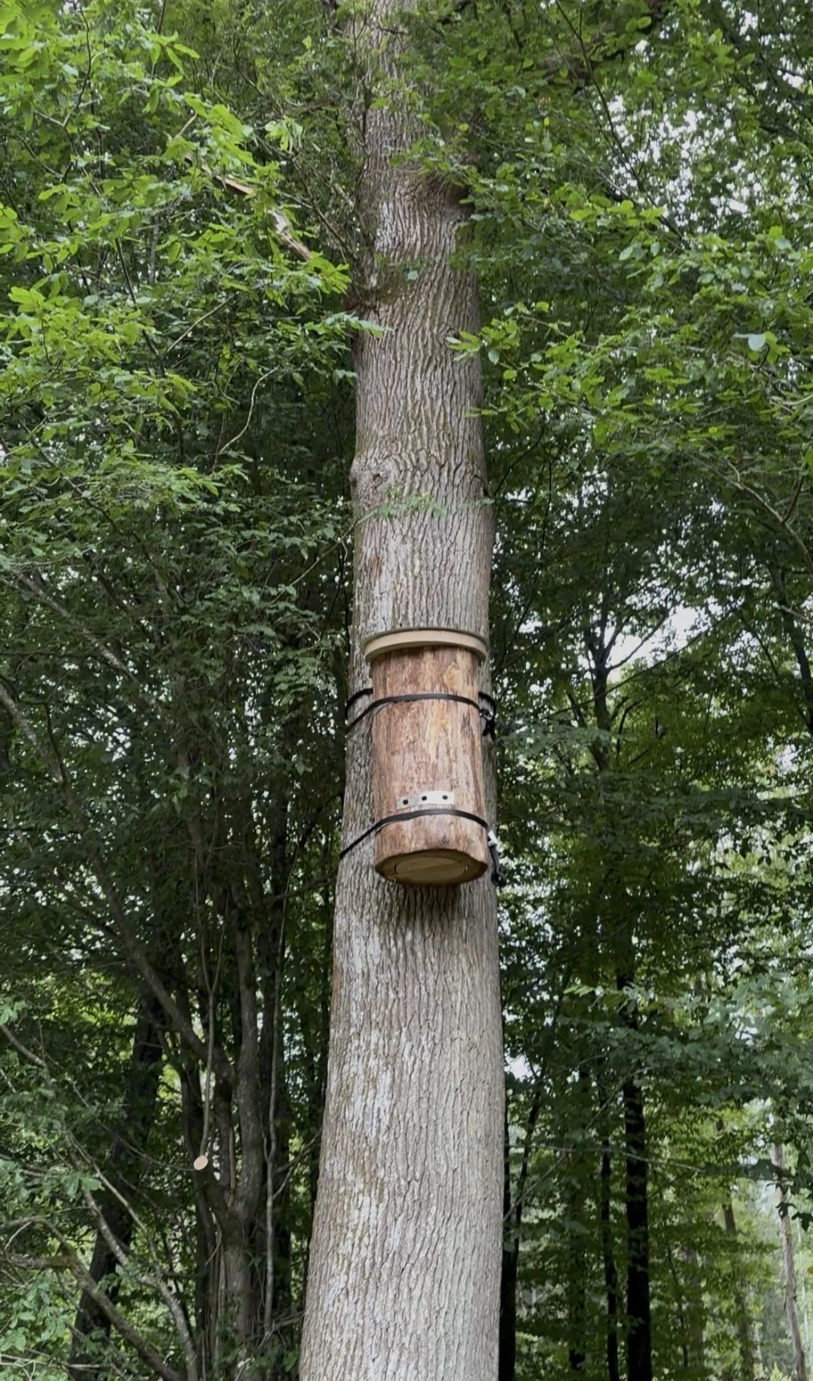 Balade guidée sur le thème de la ruche-tronc