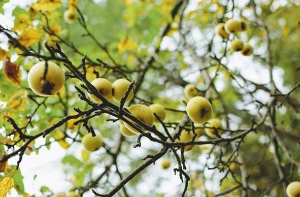 Apples Shacksbury.JPG