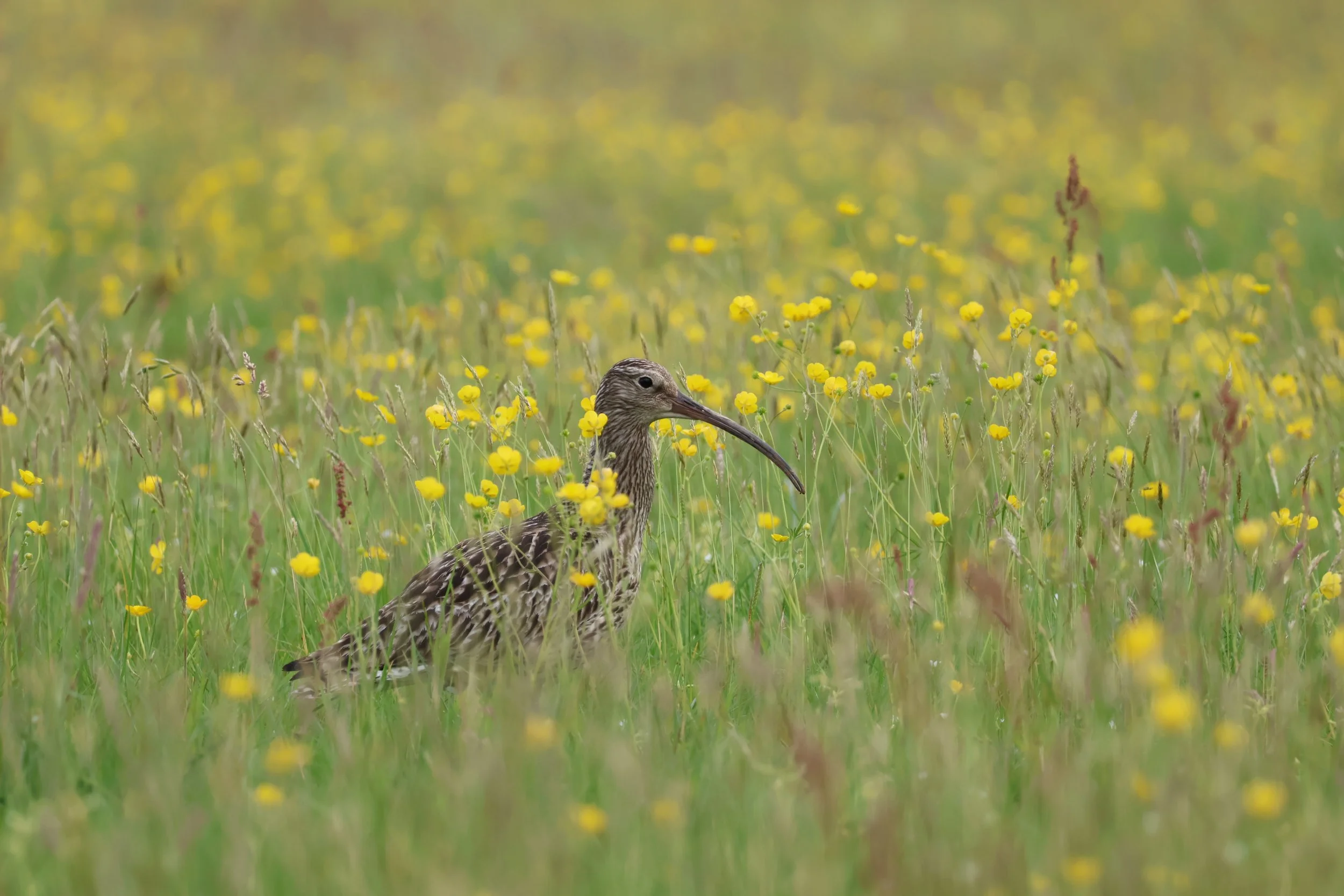 Eurasian Curlew - Olivia Parr - 2026