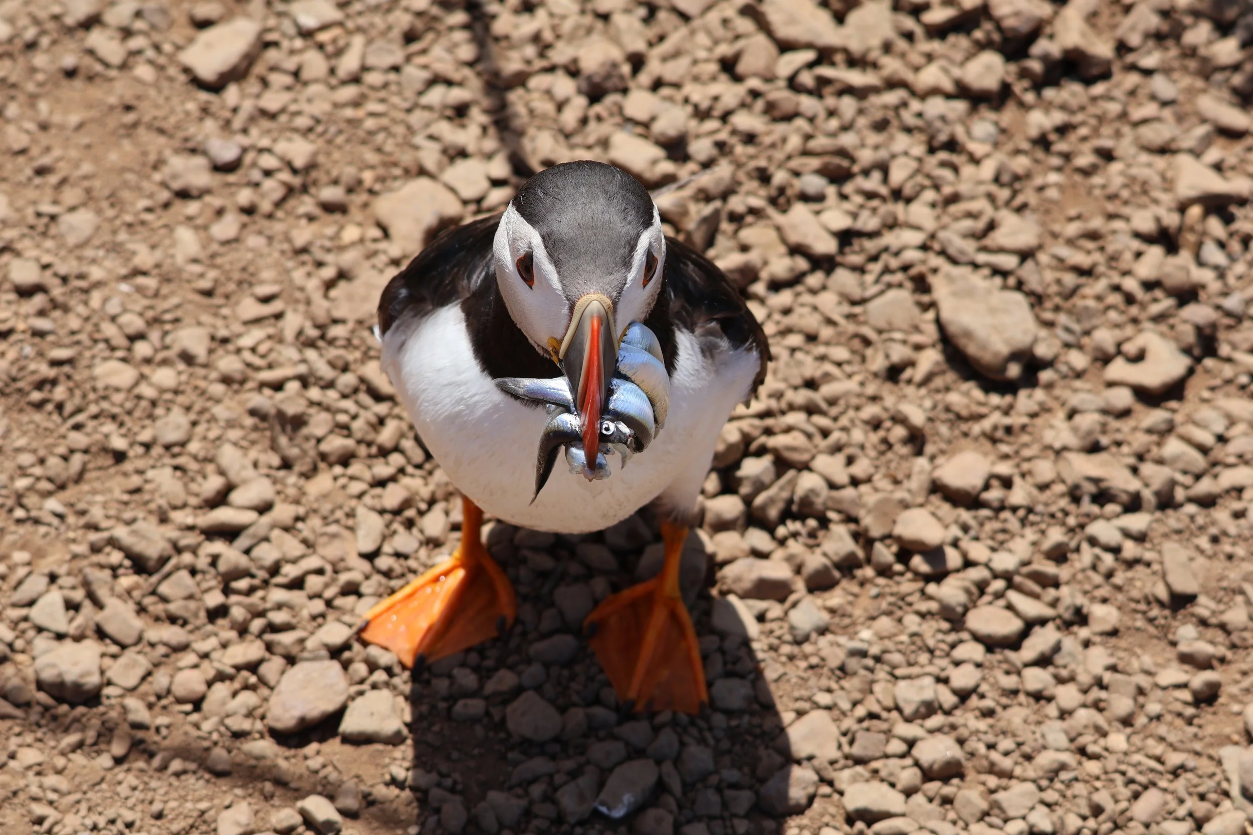 Puffin on Skomer Island - Olivia Parr - 2026