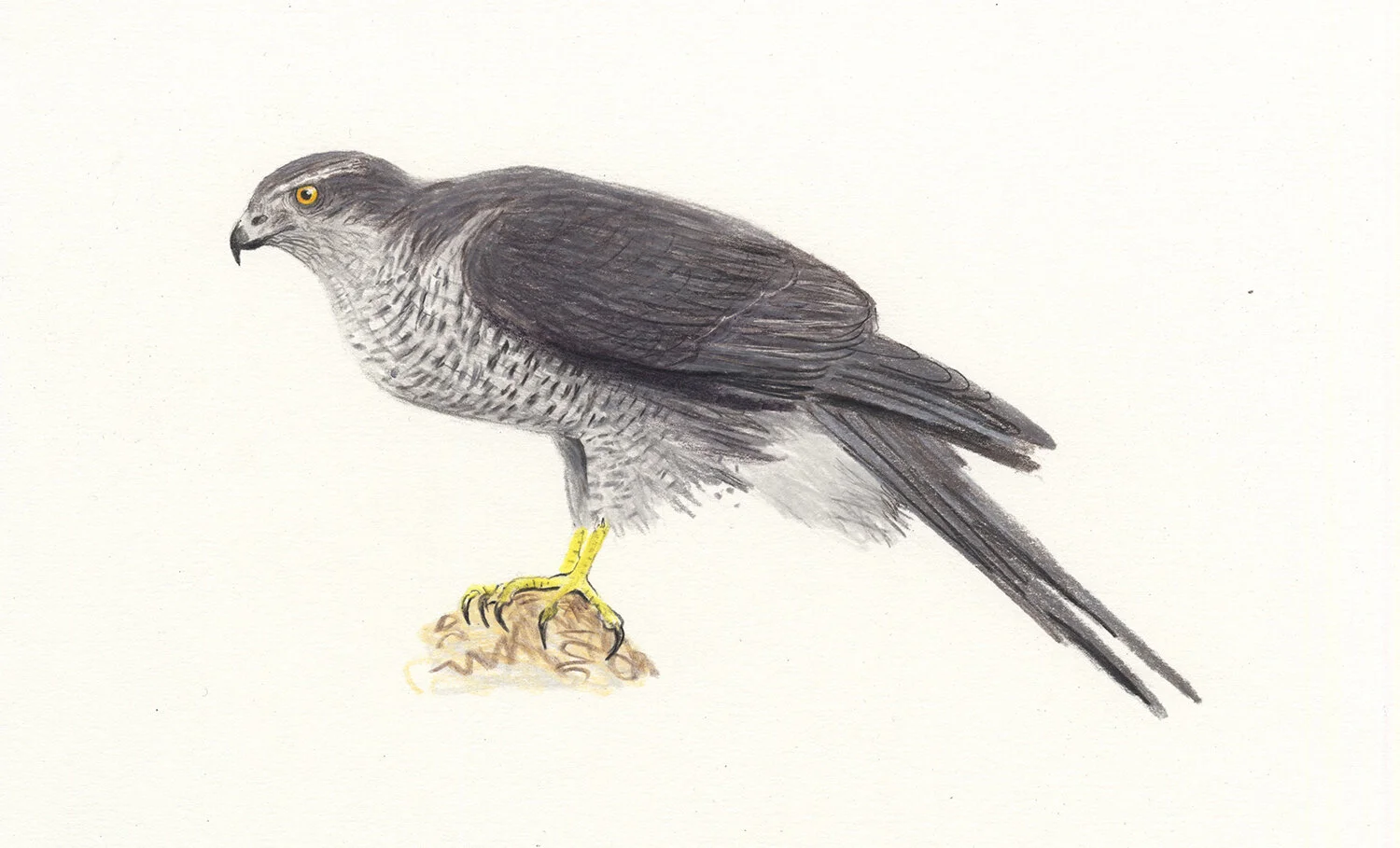 Goshawk