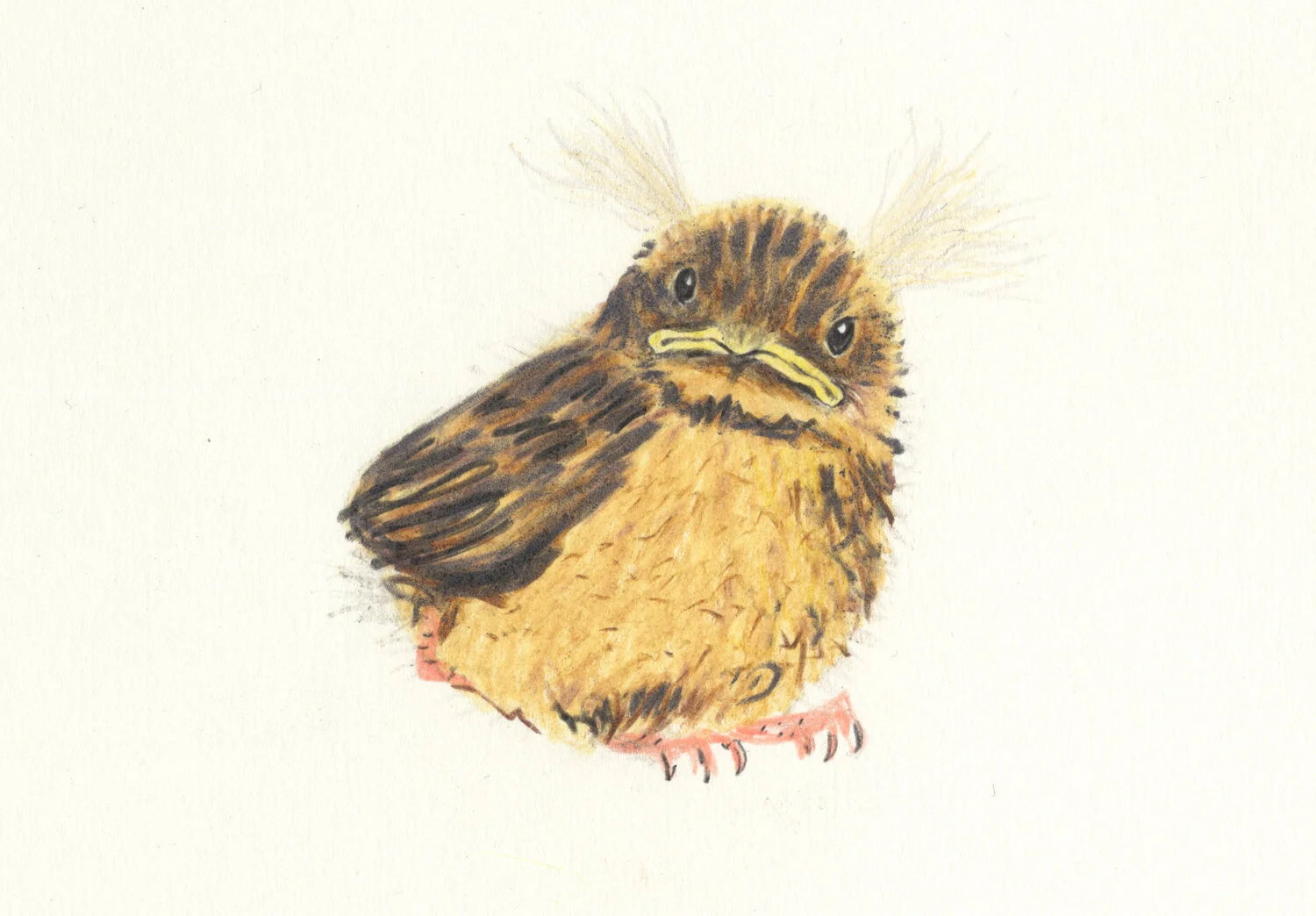 Robin - fledgling