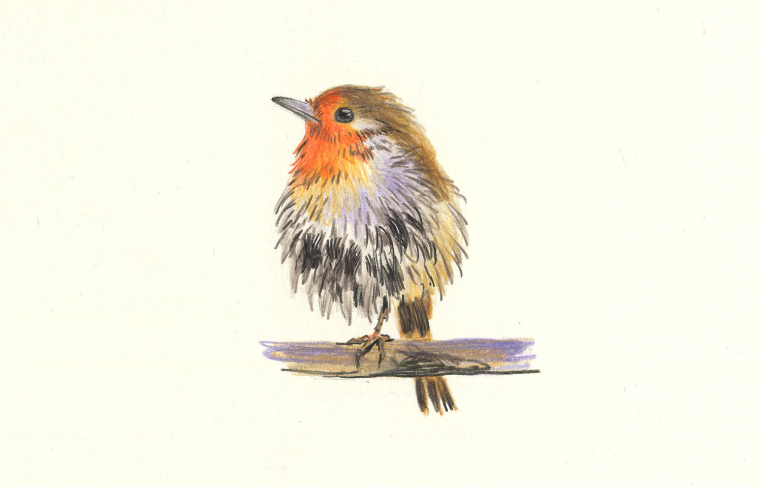 Robin - wet