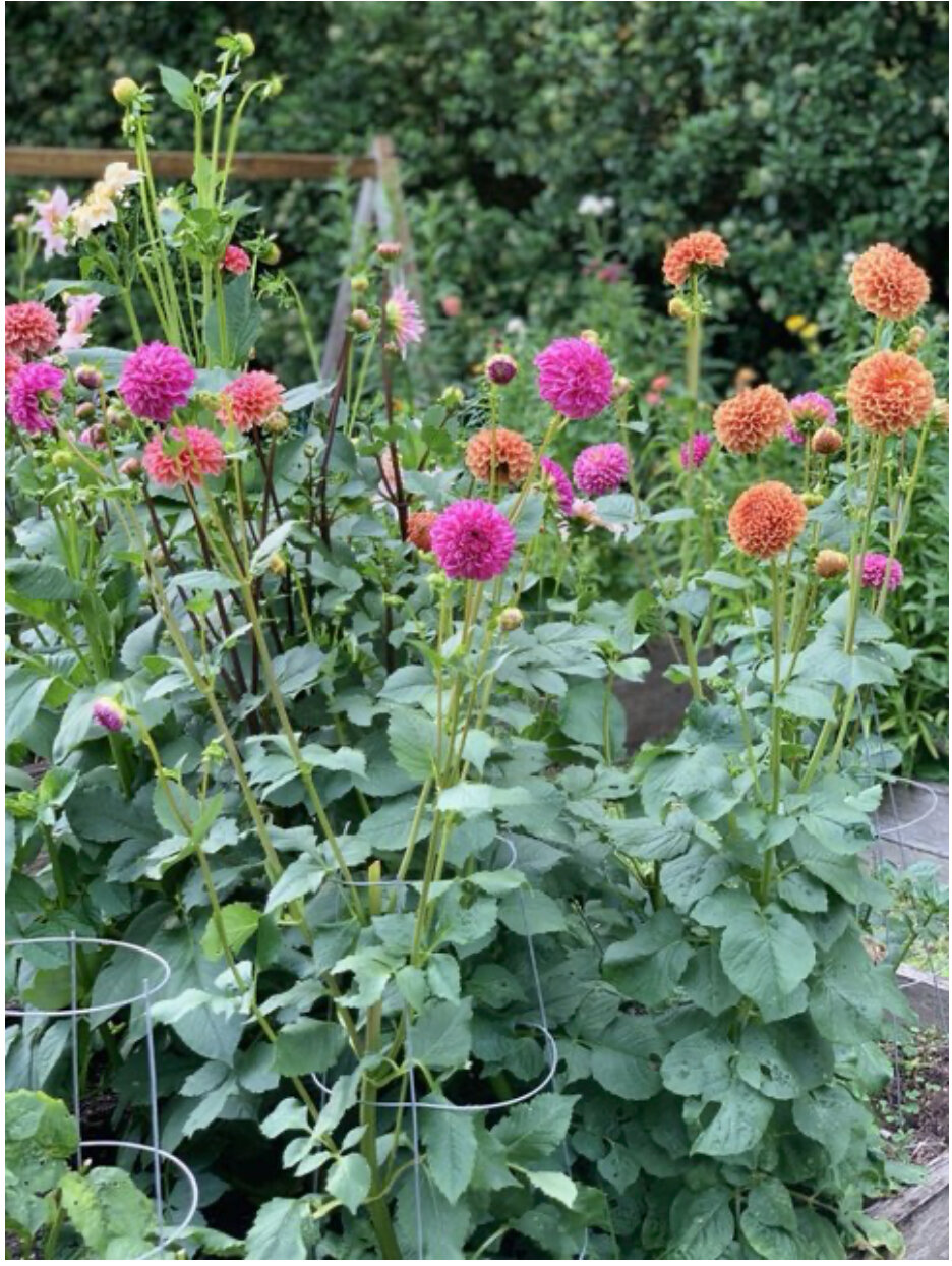 dahlia flower plant