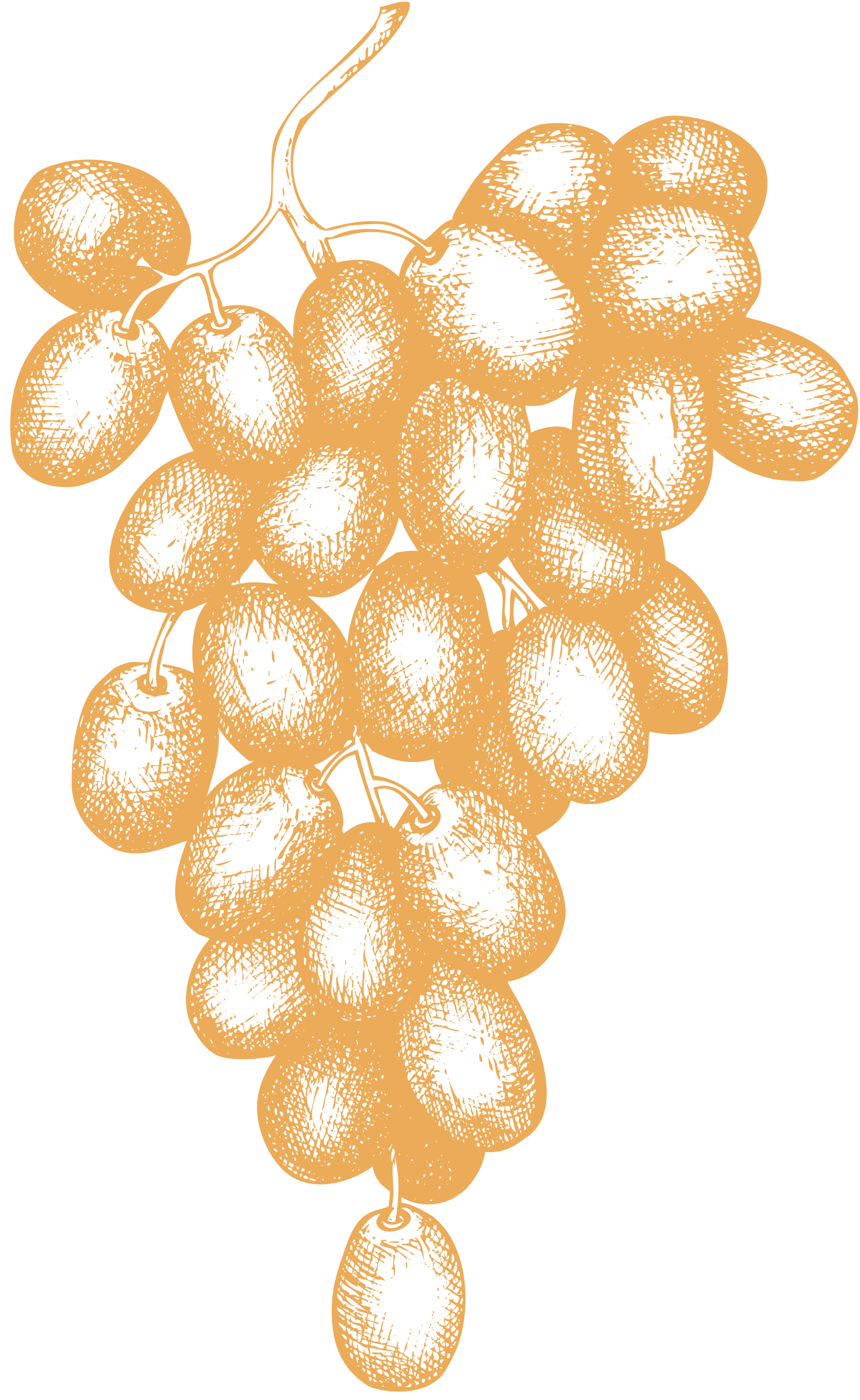 grapes 1.png
