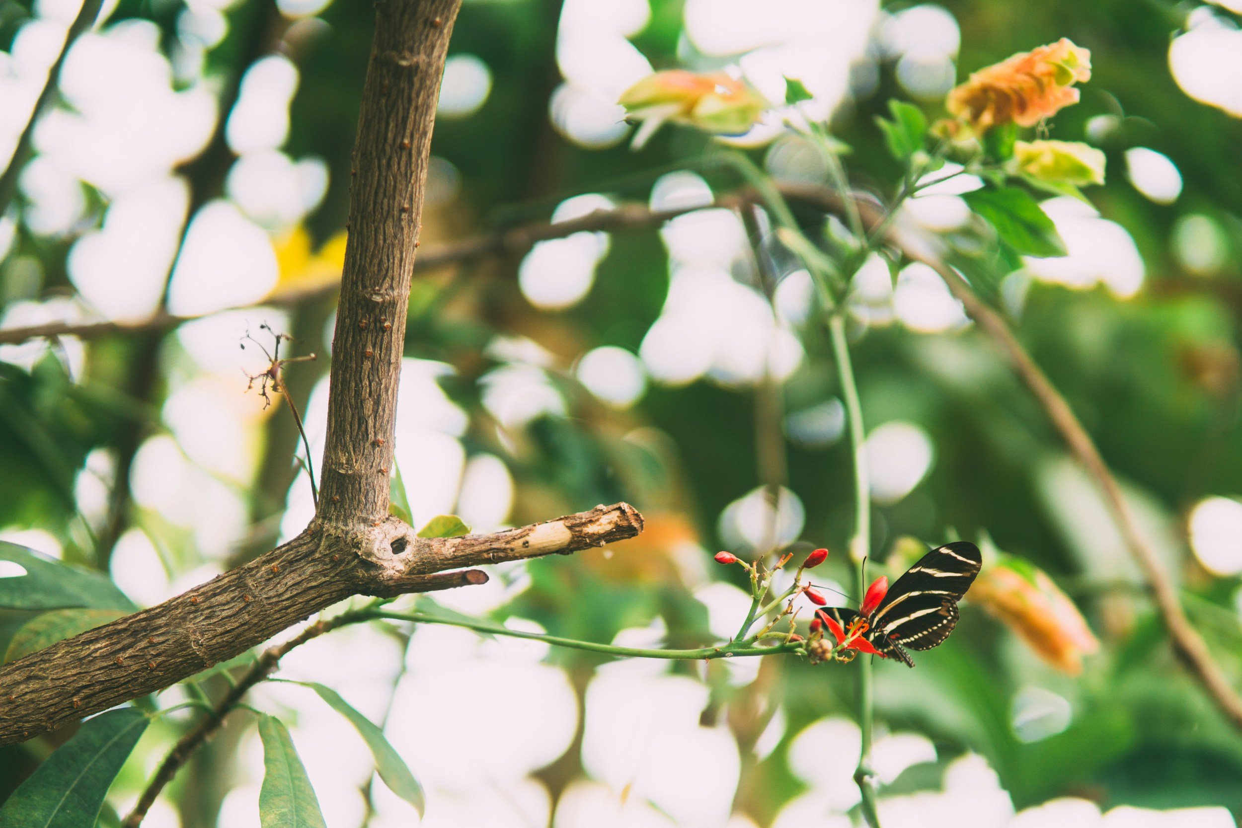 When a Whisper Becomes a Movement: Expanding Of Trees and Butterflies