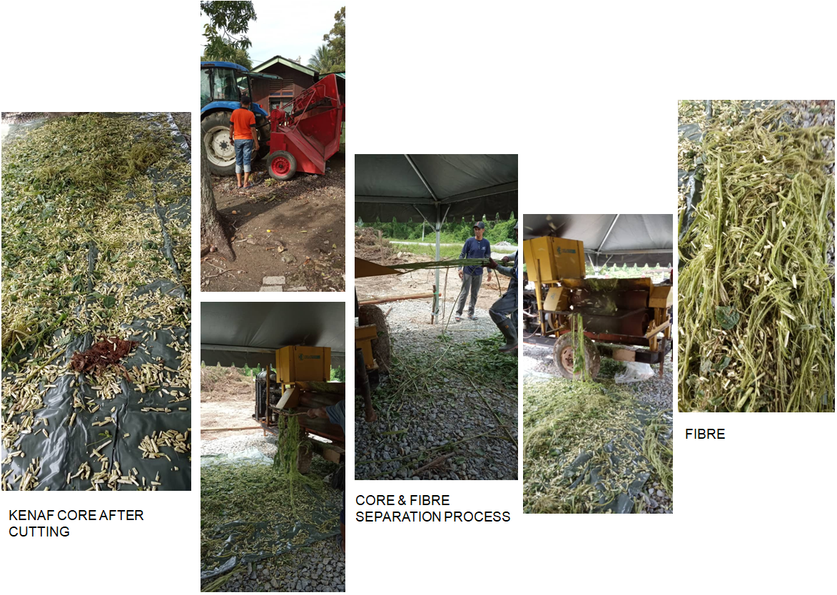 kenaf4.png