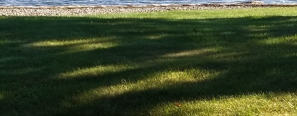 lawn.jpg