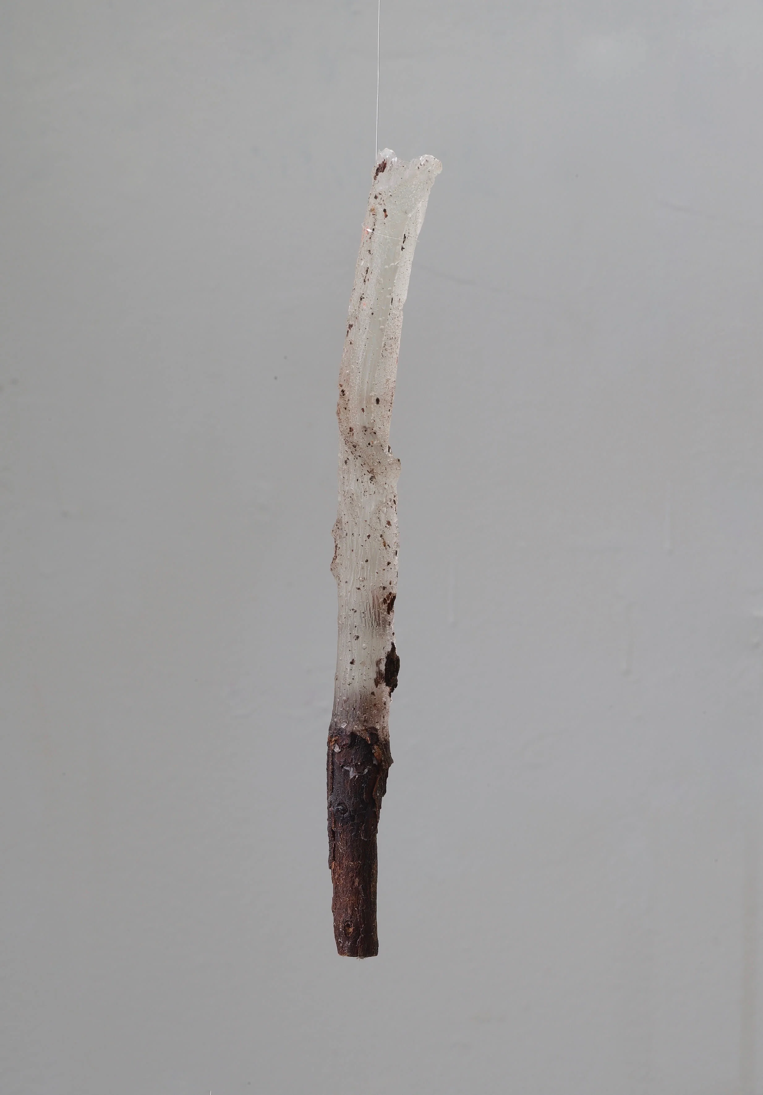 Hanging Branch 2