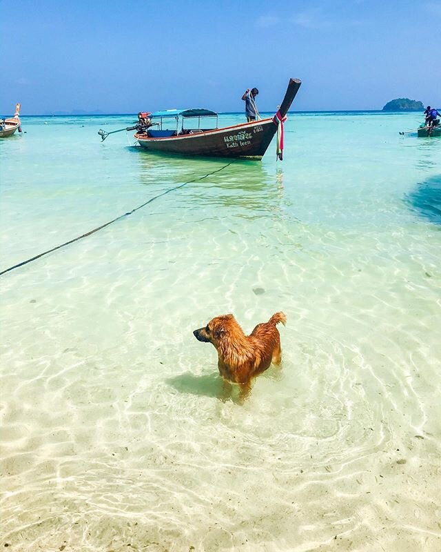 Wil weer eens elke hond meenemen in mn backpack, maar volgens mij hebben de Thaise hondjes het hier helemaal prima op de eilanden 🐟 #kohlipe